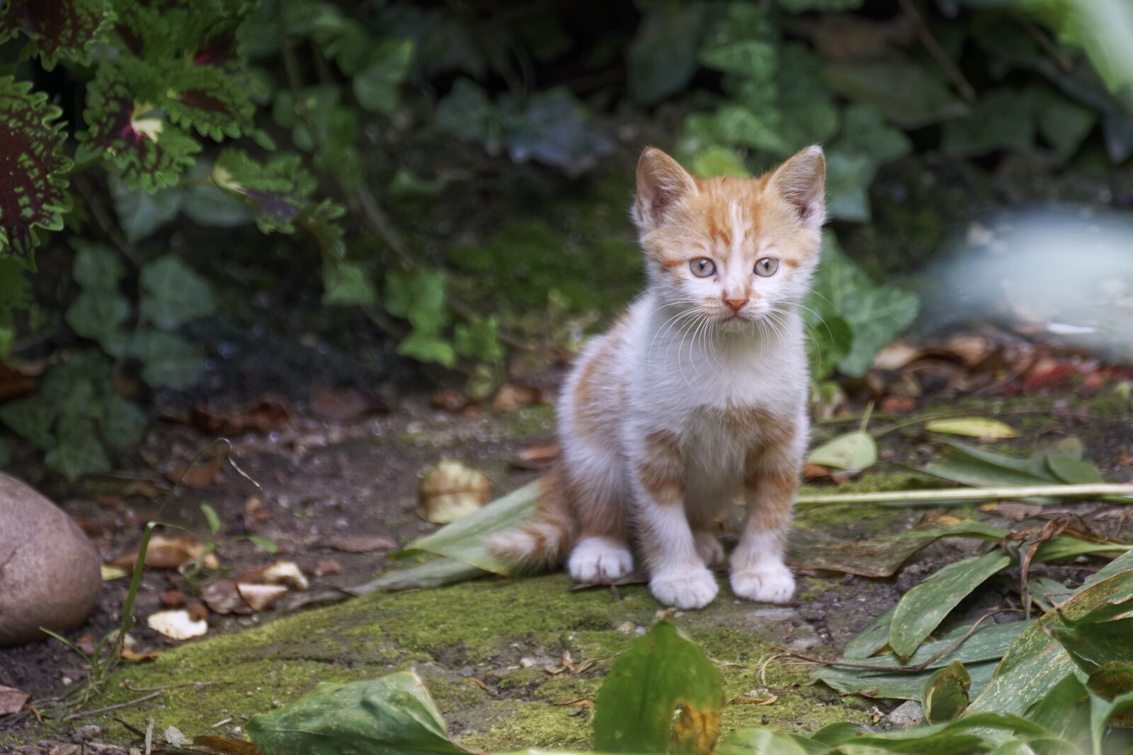 Nikon D5300 sample photo. Kitten, cat, chicken photography