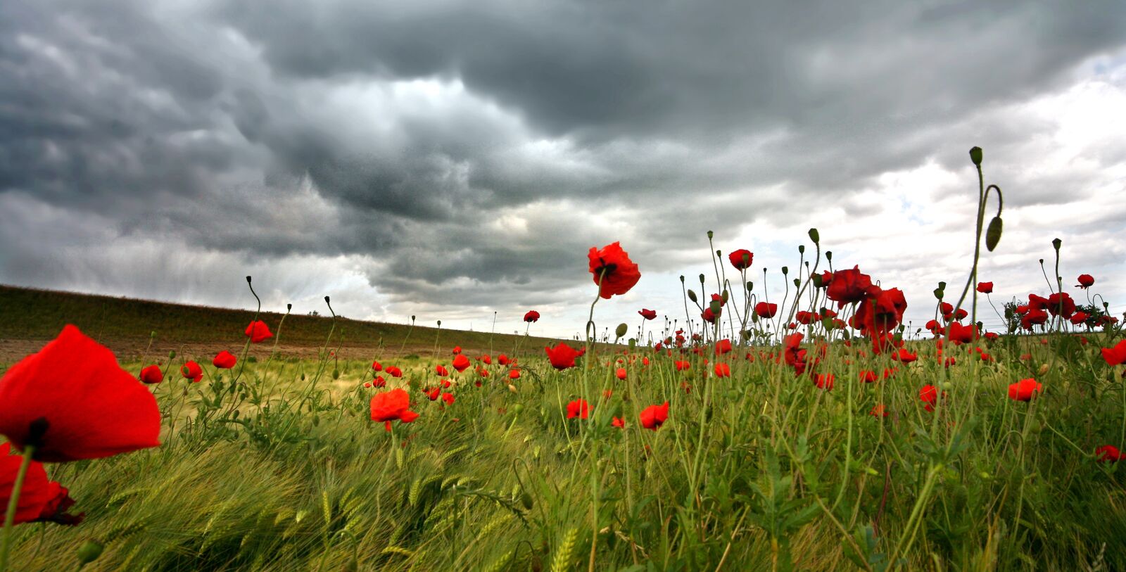 Canon EOS 5D sample photo. Poppies, field, klatschmohn photography