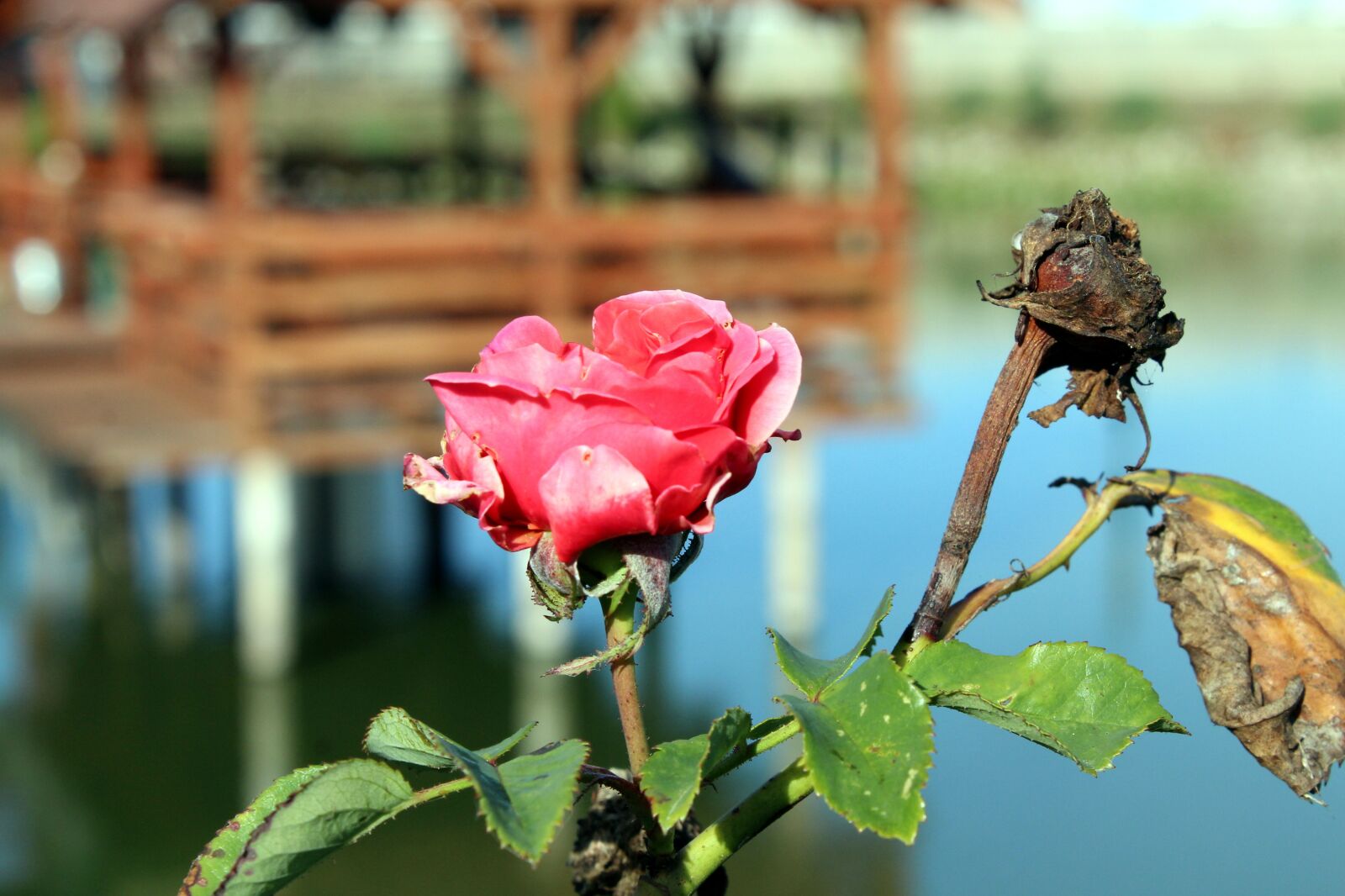 Canon EOS 1200D (EOS Rebel T5 / EOS Kiss X70 / EOS Hi) sample photo. Rose, flower, autumn photography