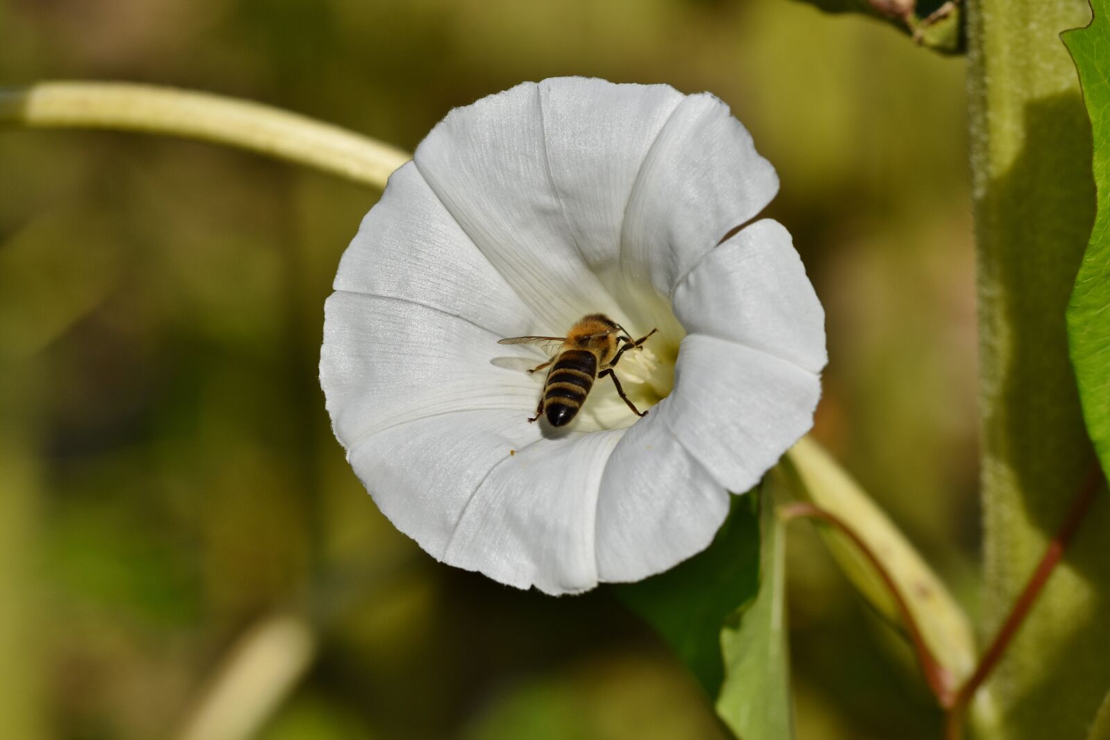 Nikon D7200 sample photo. Bee, pollinate, pollination photography