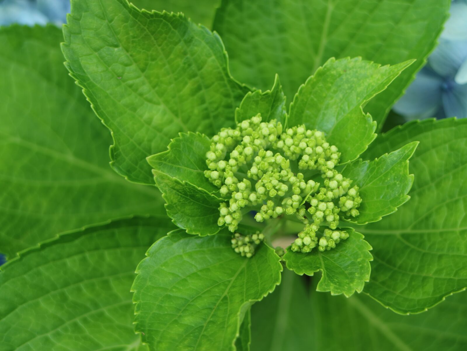 Canon EOS M3 sample photo. Hydrangea, jeju, bud photography