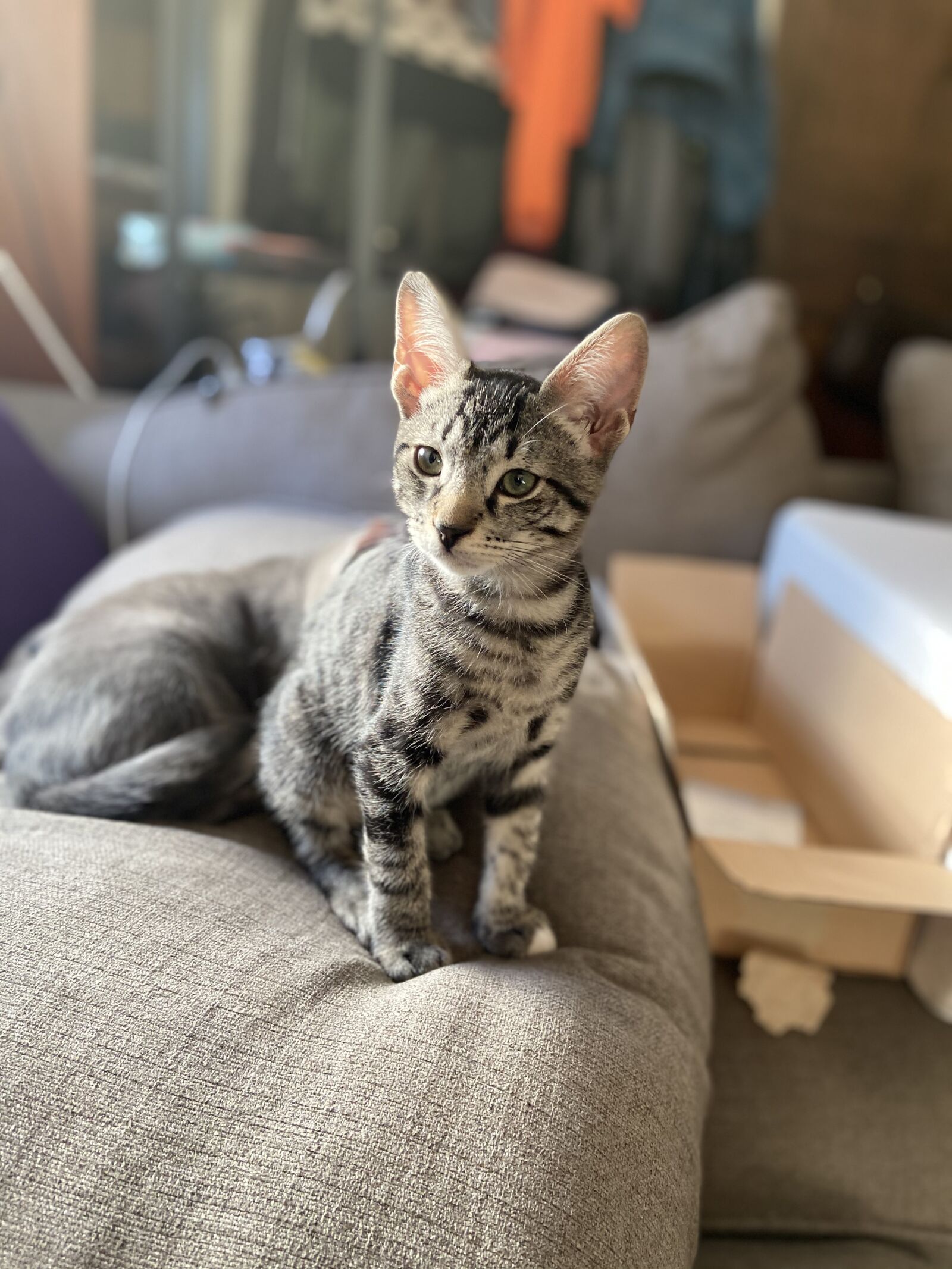 iPhone 11 back dual wide camera 4.25mm f/1.8 sample photo. Kitten, cat, pet photography