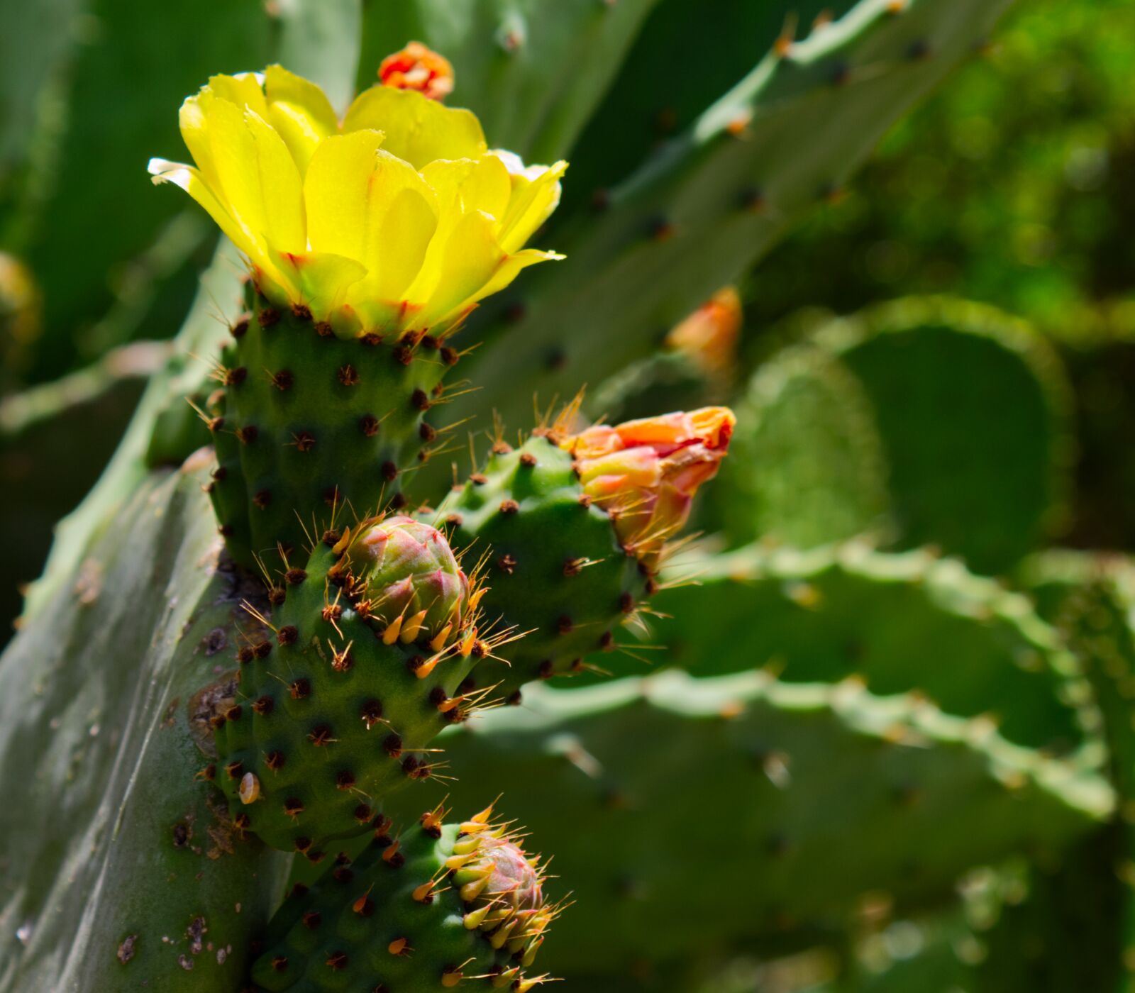 Canon EOS 1300D (EOS Rebel T6 / EOS Kiss X80) sample photo. Prickly pear, barbary fig photography