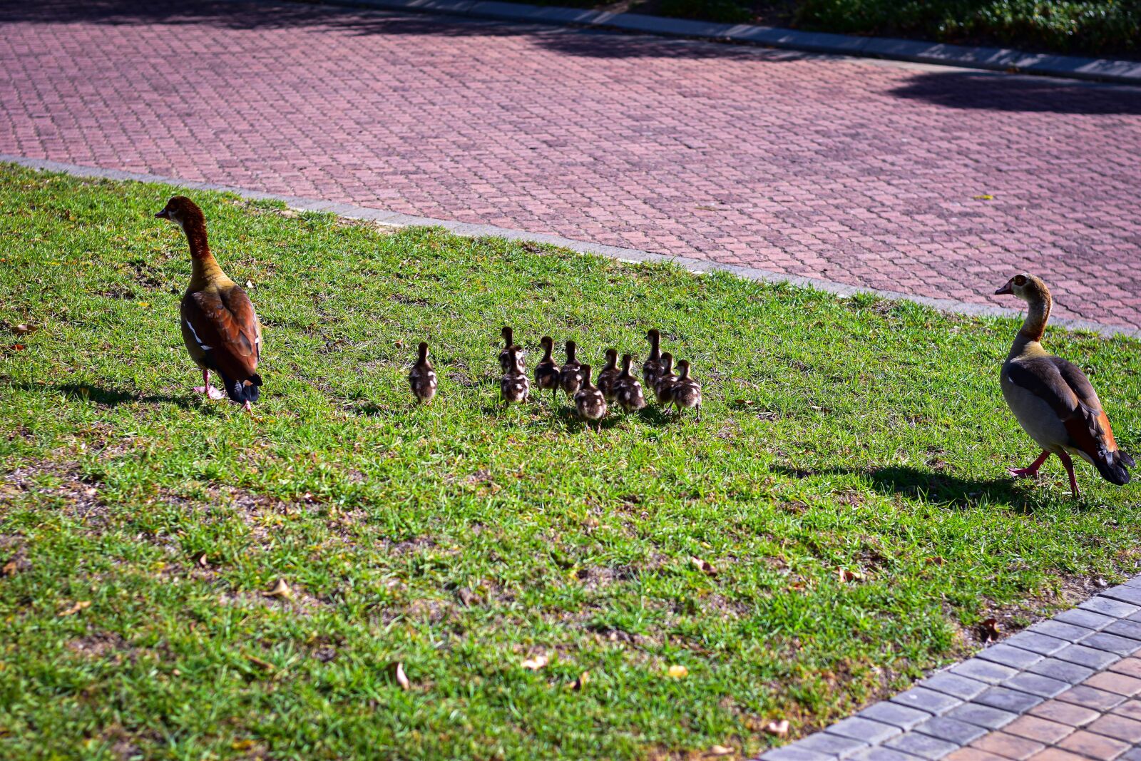 Nikon D5500 sample photo. Egyptian geese, goslings, gaggle photography
