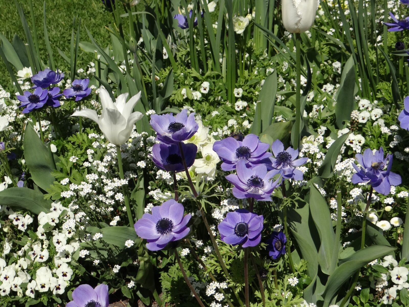 Sony DSC-HX200V sample photo. Tulips, mainau island, white photography
