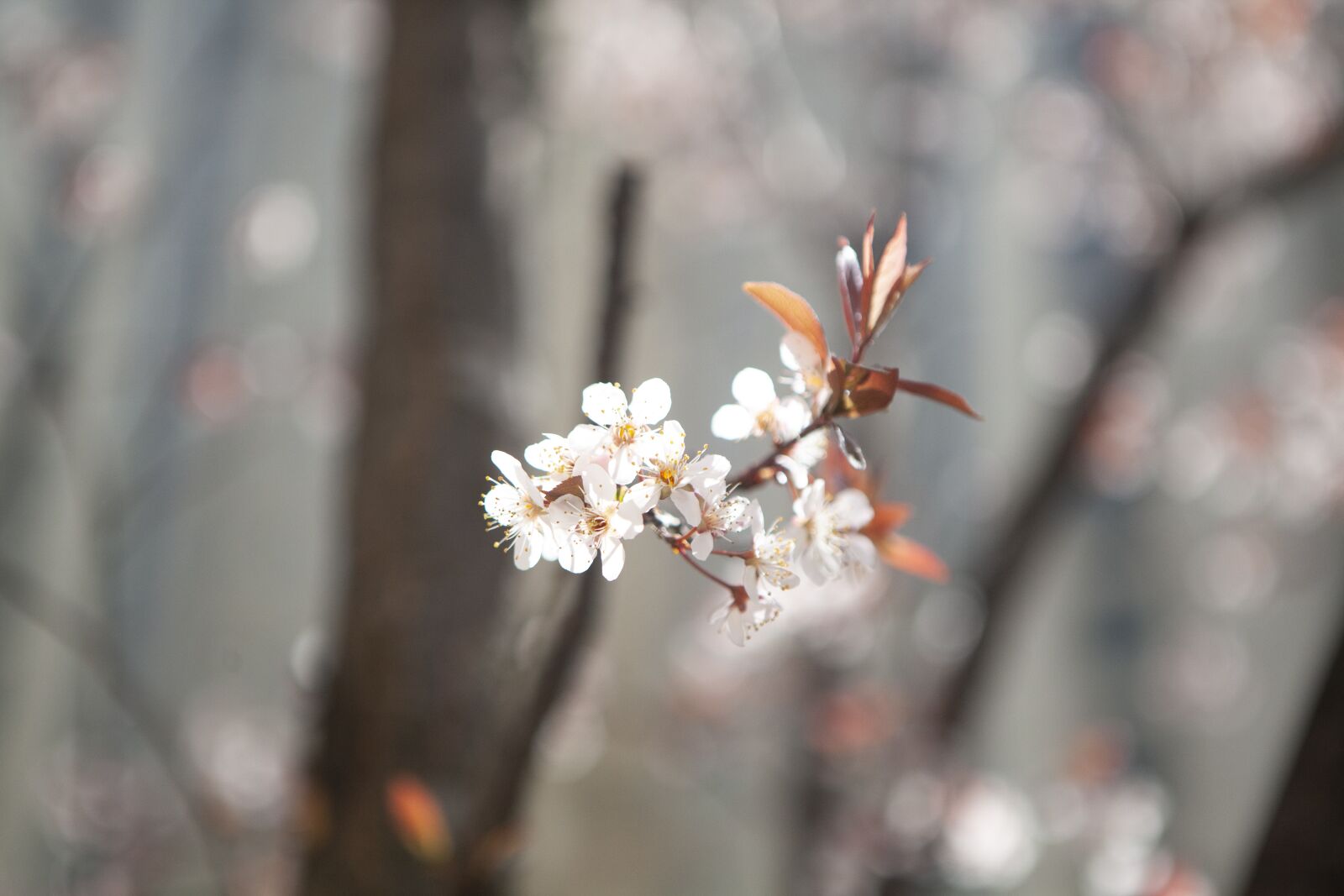 Canon EOS 5D Mark II + Canon EF 24-70mm F2.8L USM sample photo. Cherry blossom, spring, flowers photography