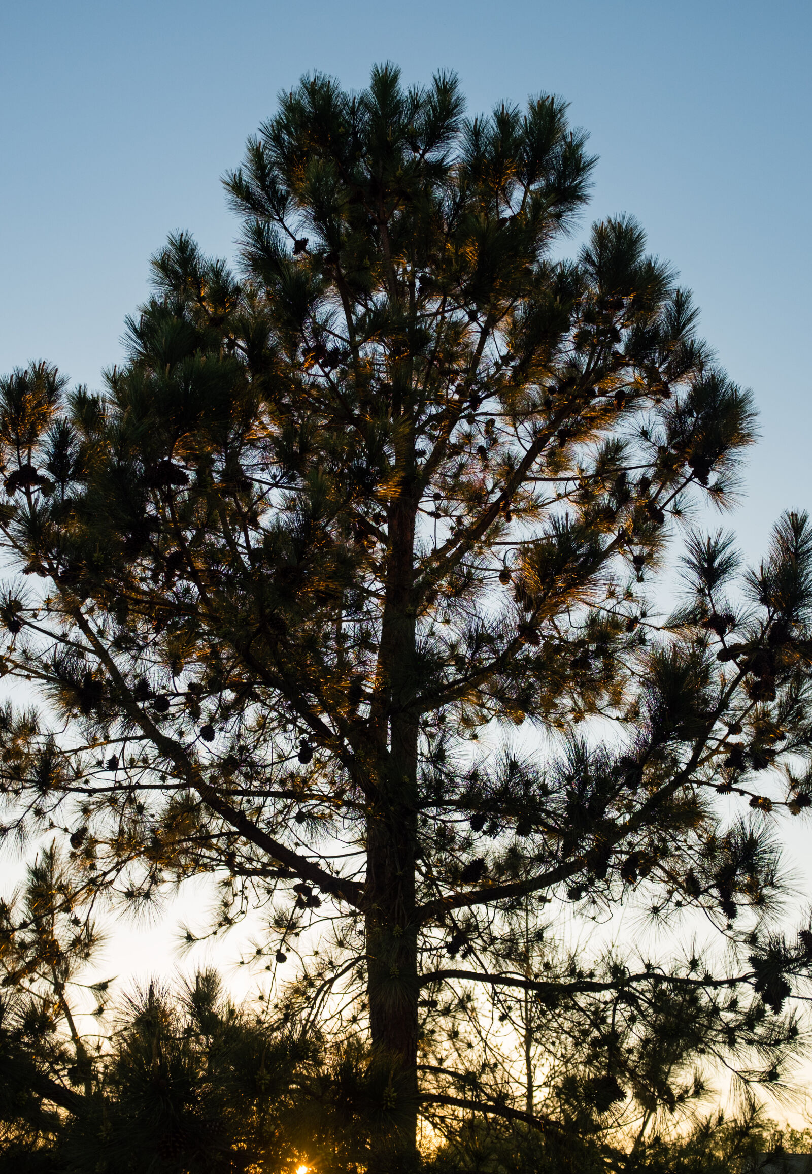 Fujifilm X100S sample photo. Calm, golden, hour, green photography