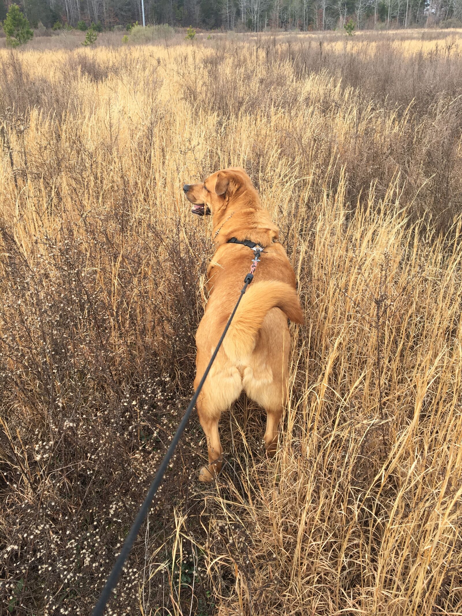 Apple iPhone 6s sample photo. Carol, king, butler, dog photography