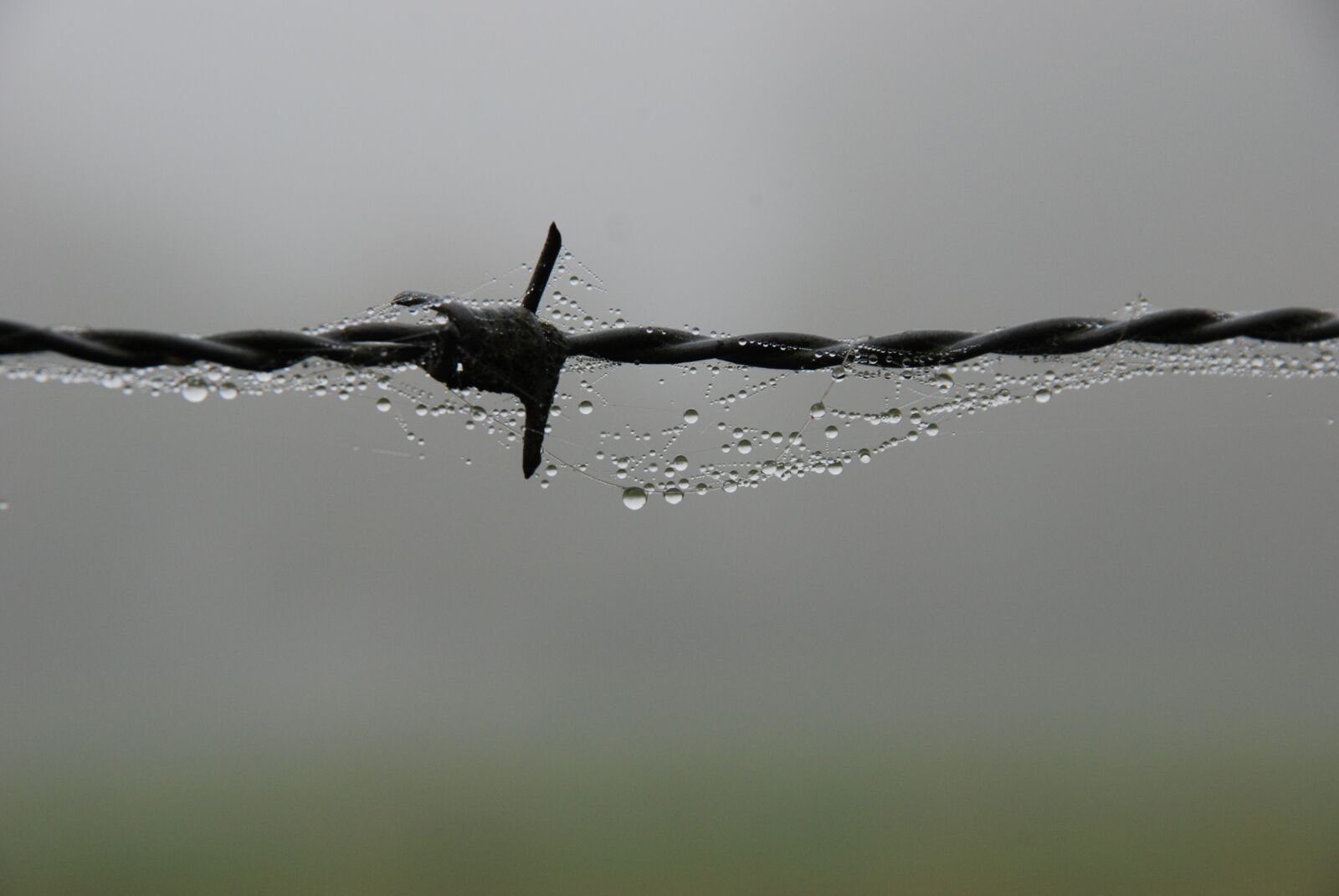Nikon D80 sample photo. Fog, mist, wet photography