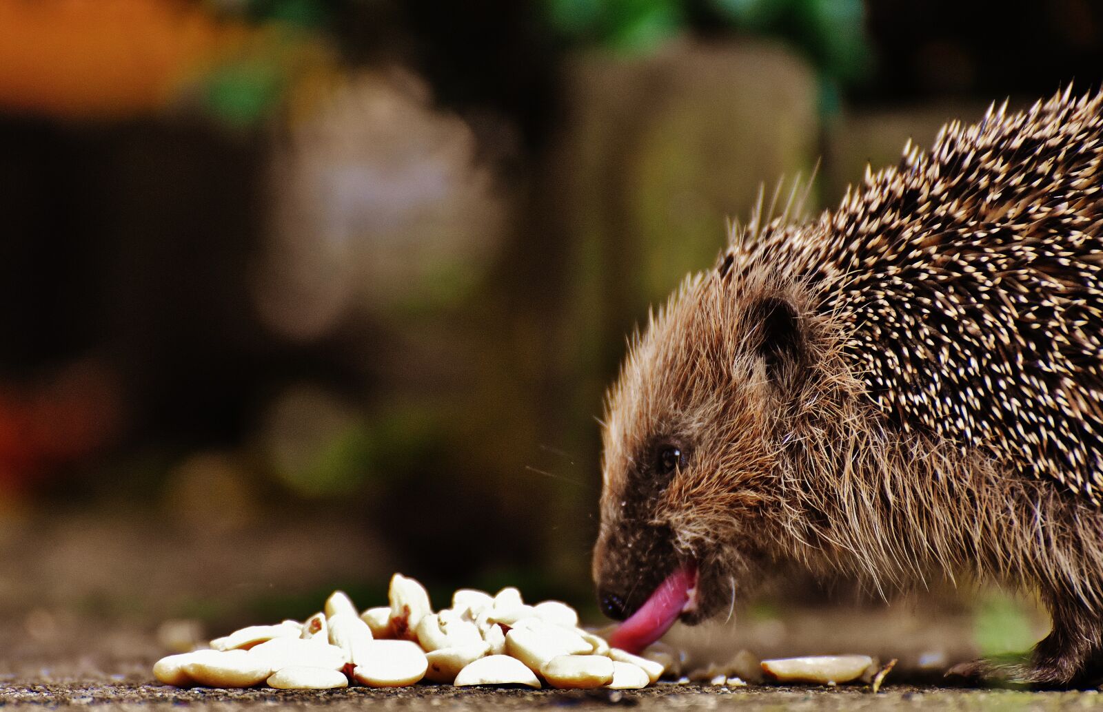 Nikon D7200 sample photo. Hedgehog child, young hedgehog photography