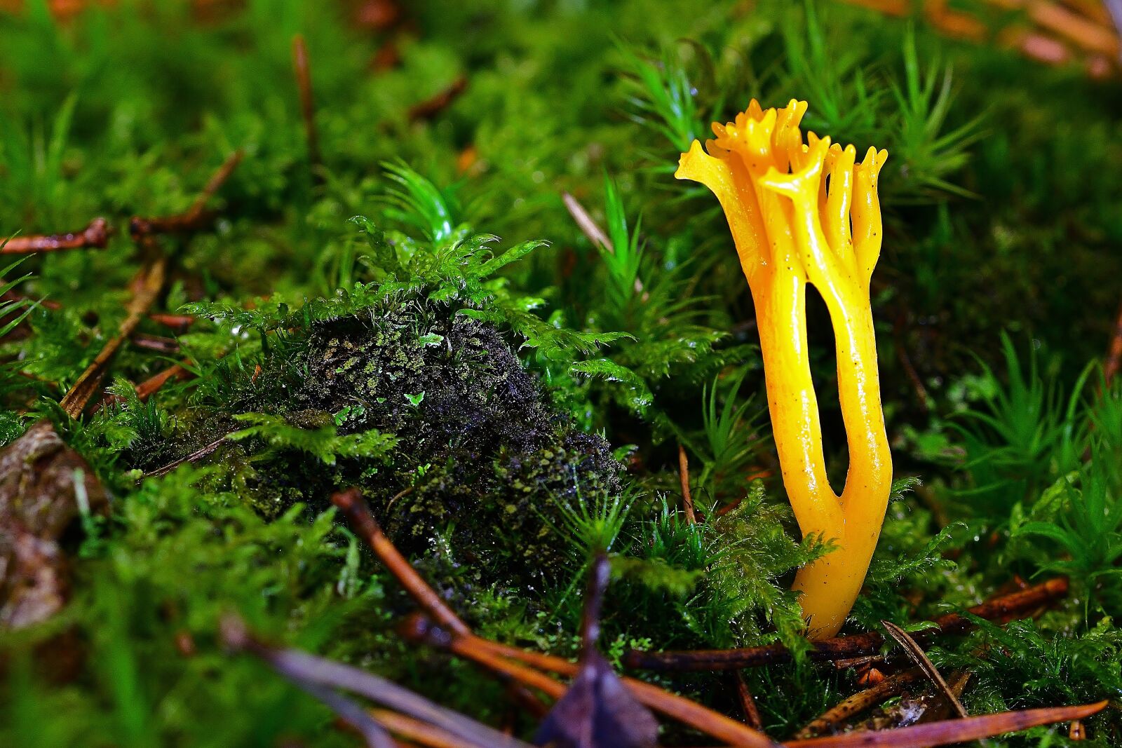 Nikon D5200 sample photo. Forest, moss, mushroom photography