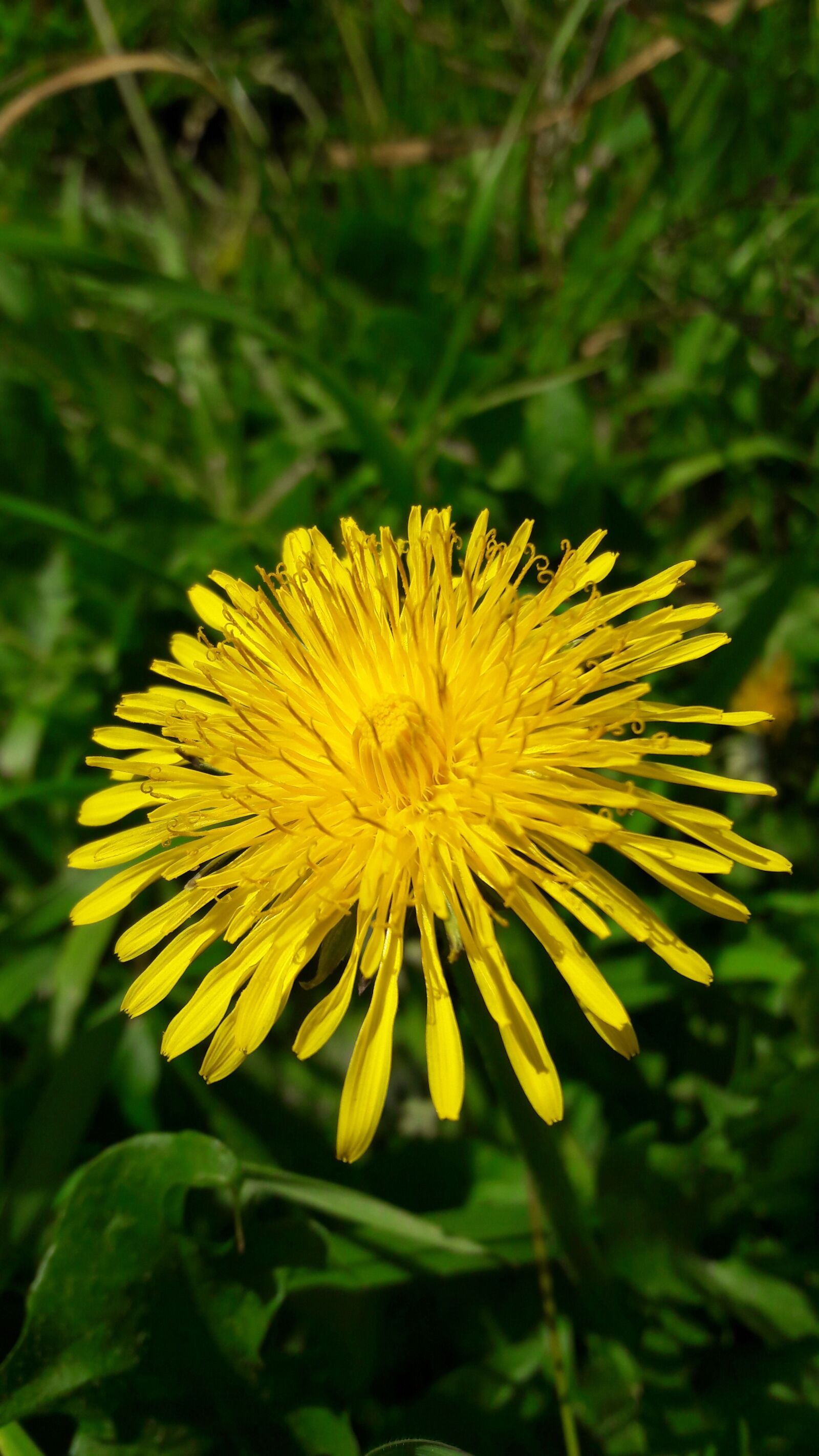 Samsung Galaxy J7 sample photo. Dandelion, flower, yellow photography