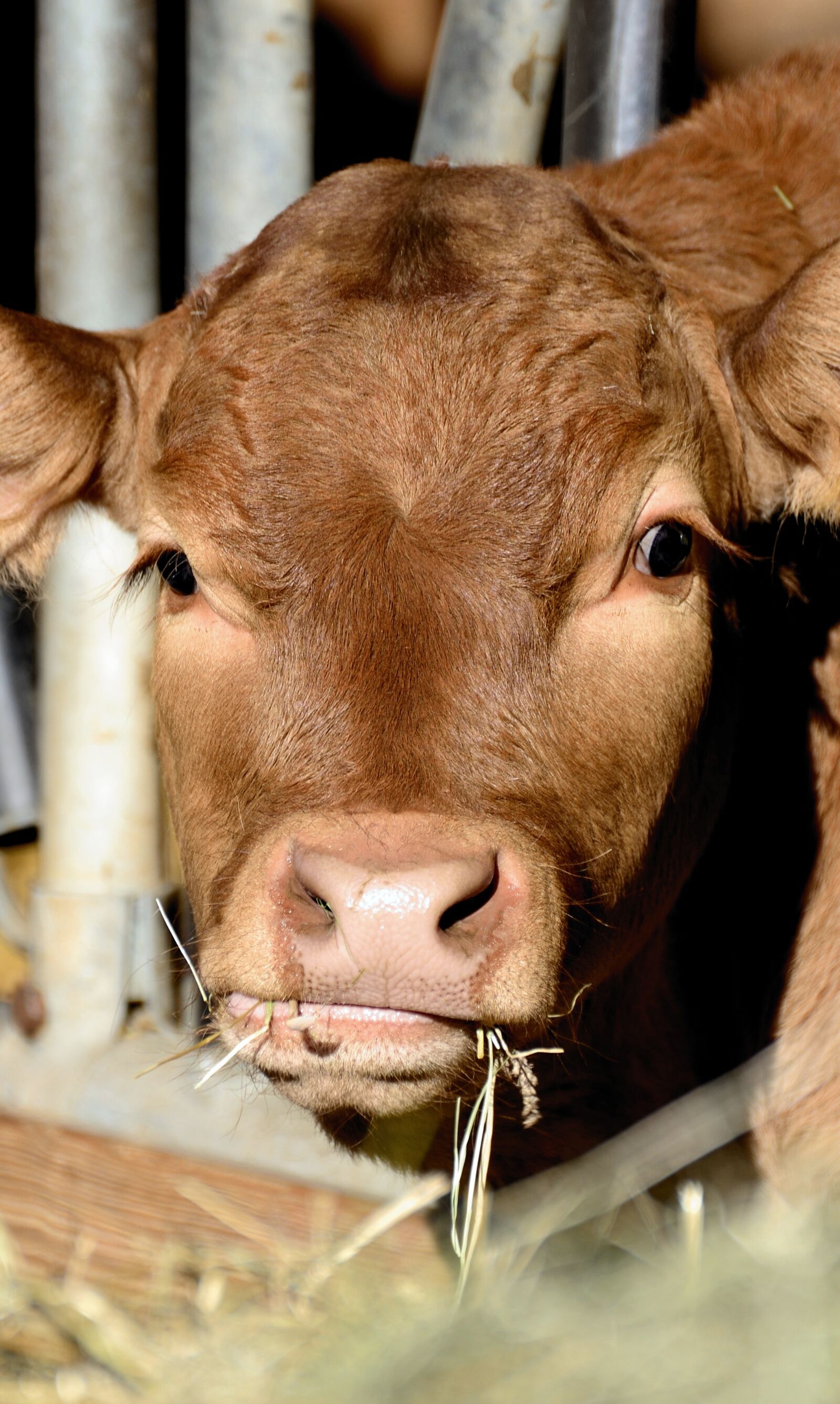 Nikon D610 sample photo. Calf, cow, beef photography