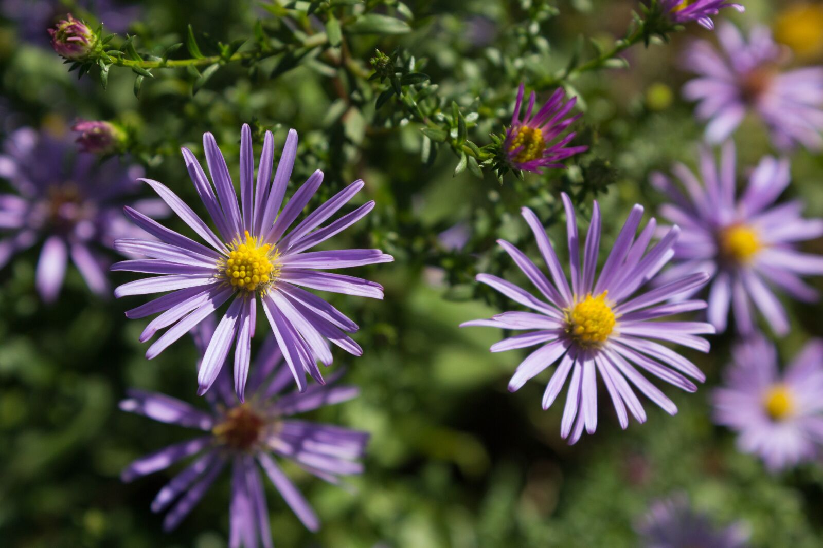 Canon EOS 600D (Rebel EOS T3i / EOS Kiss X5) sample photo. Nature, flower, plant photography