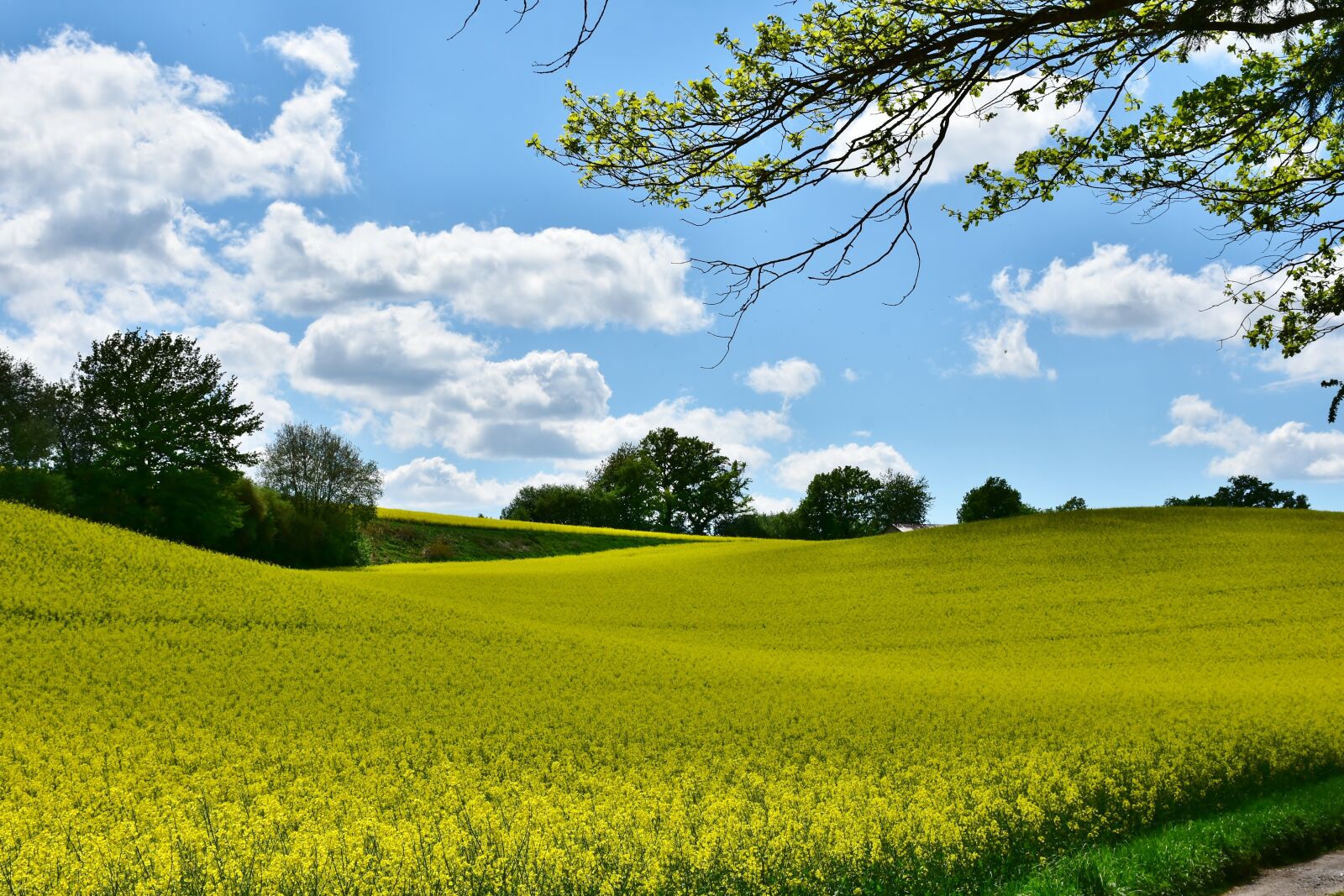 Nikon D7200 sample photo. Oilseed rape, landscape, field photography