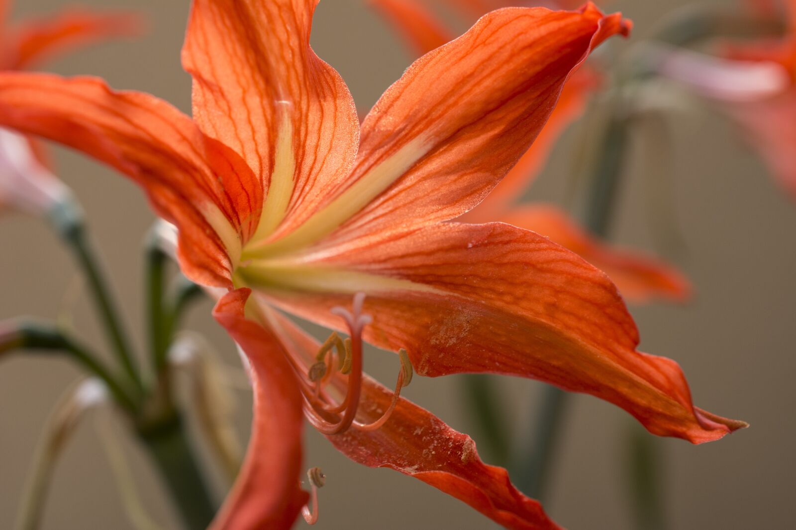 Nikon D7100 sample photo. Flower, orange flower, nature photography