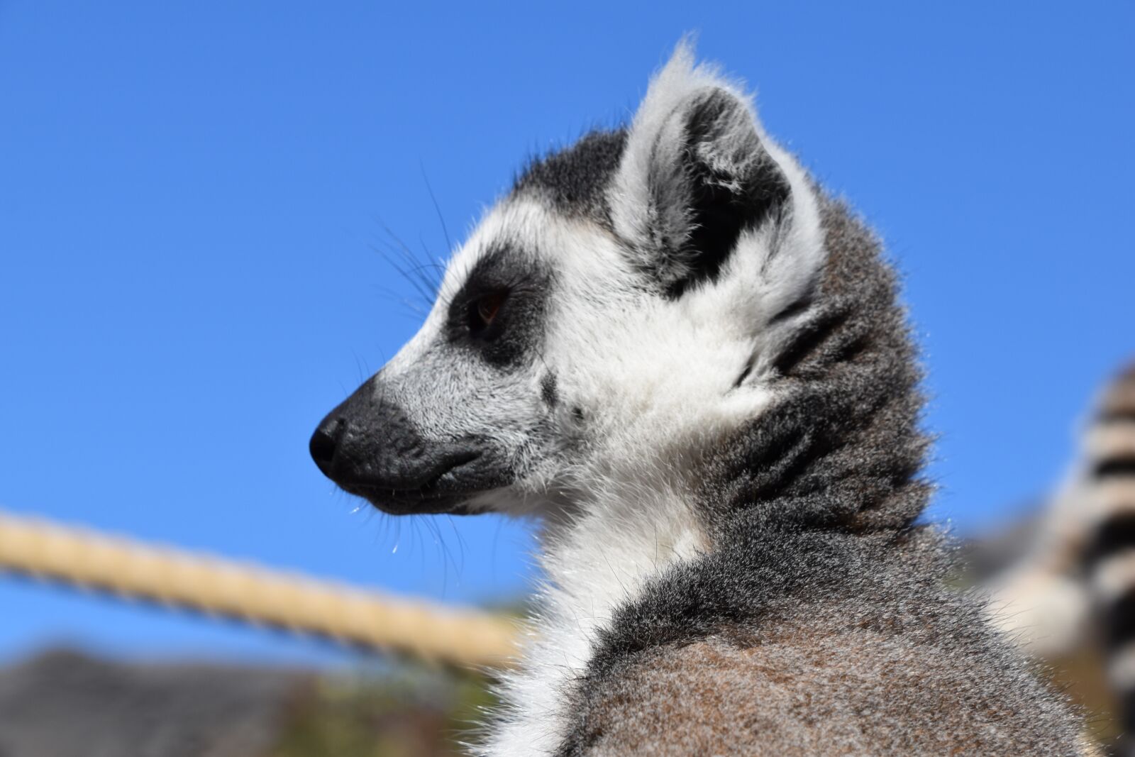 Nikon D5600 sample photo. Lemur, maki catta, nature photography