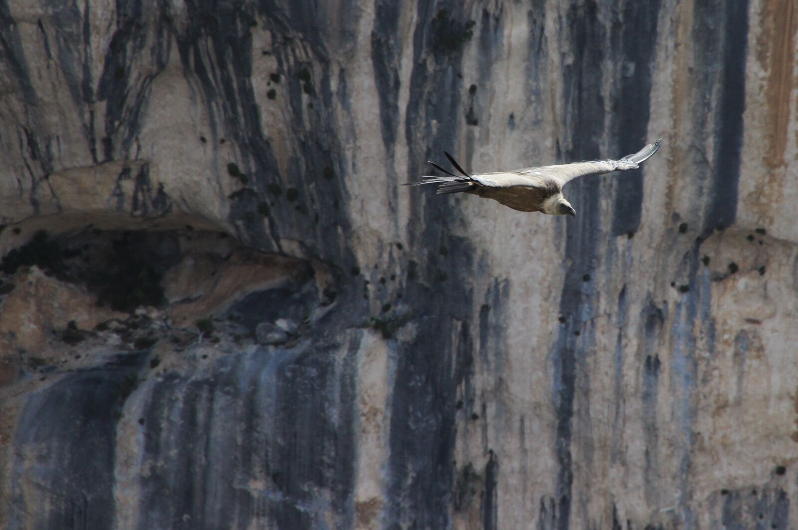 Canon EOS 600D (Rebel EOS T3i / EOS Kiss X5) sample photo. Adler, flying, bird photography