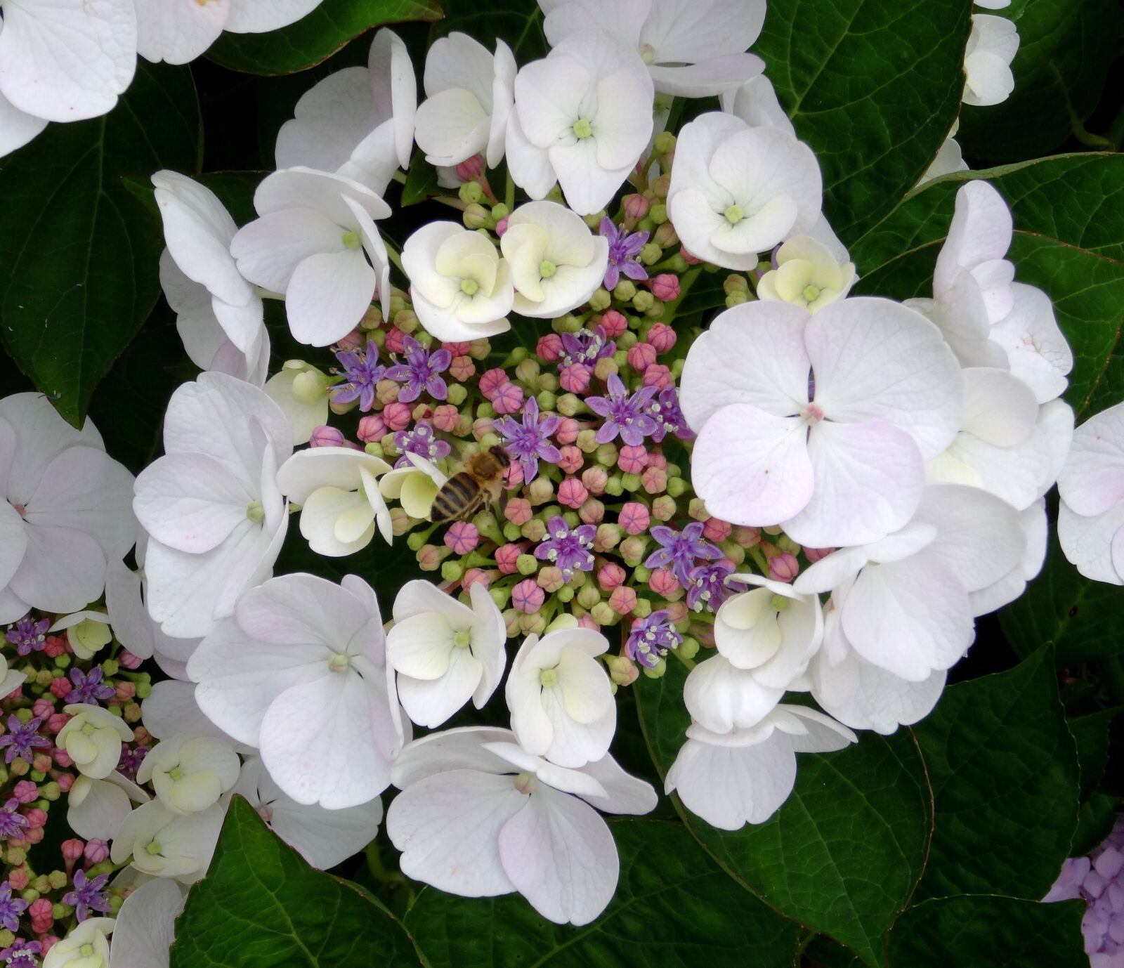 Sony Cyber-shot DSC-HX50V sample photo. Blossom, bloom, hydrangea photography