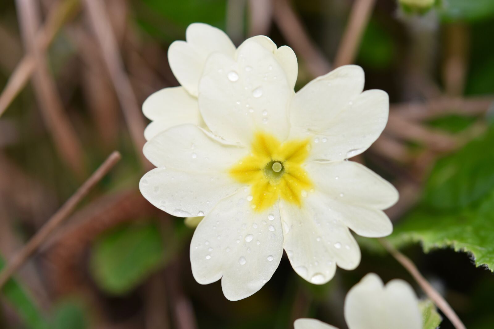 Nikon D5600 sample photo. Flower, flower primrose, spring photography
