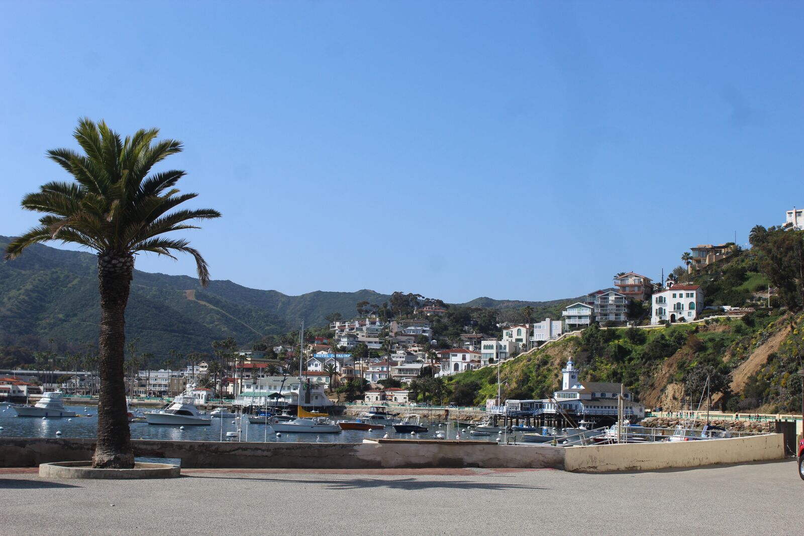 Canon EOS 1200D (EOS Rebel T5 / EOS Kiss X70 / EOS Hi) sample photo. Catalina, harbor, palm photography