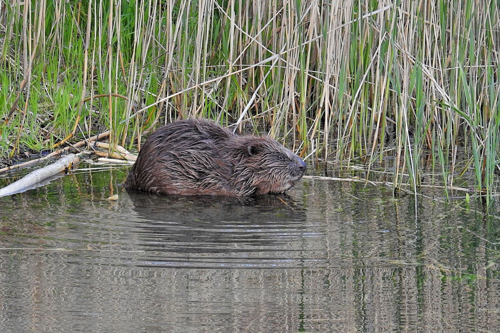 Nikon Coolpix P900 sample photo. Beaver, waters, reed photography