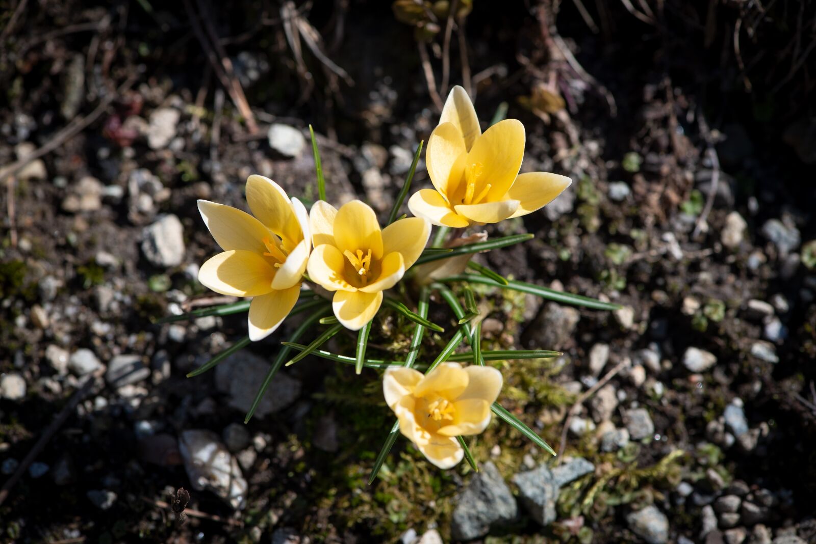 Nikon D750 sample photo. Crocus, spring flowers, yellow photography