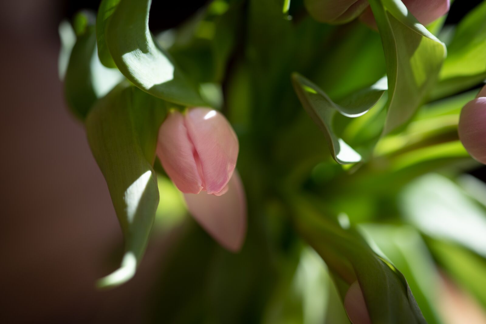 Nikon D750 sample photo. Tulip, pink, flower photography