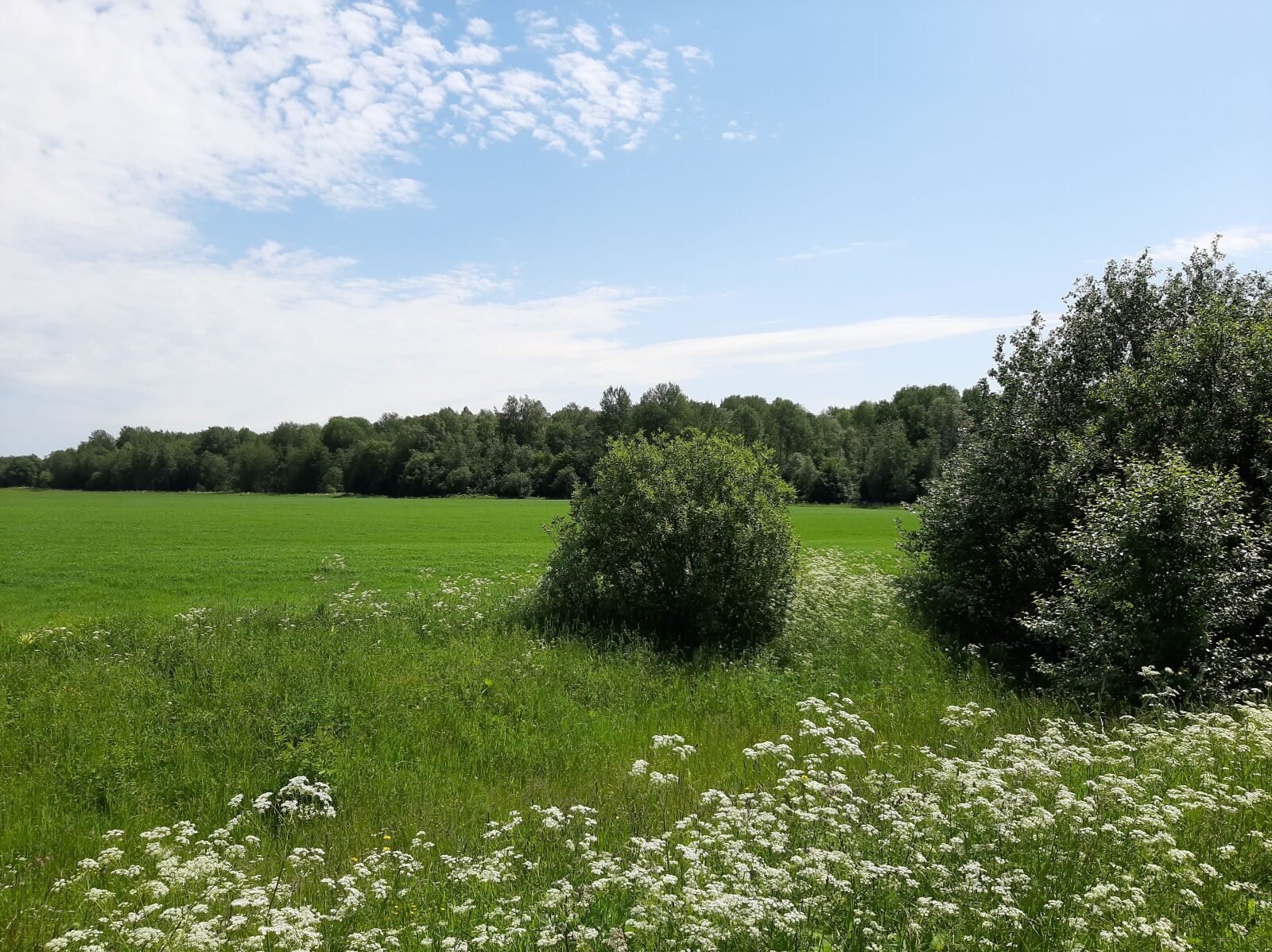 Samsung Galaxy A50 sample photo. Field, rybinsk, landscape photography