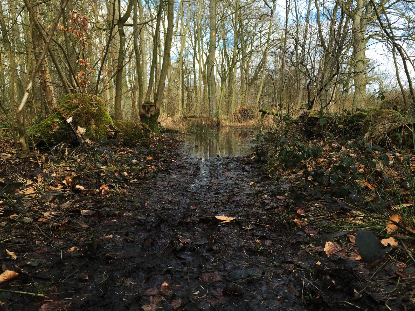 iPhone 6 Plus back camera 4.15mm f/2.2 sample photo. Nature, forest, autumn photography
