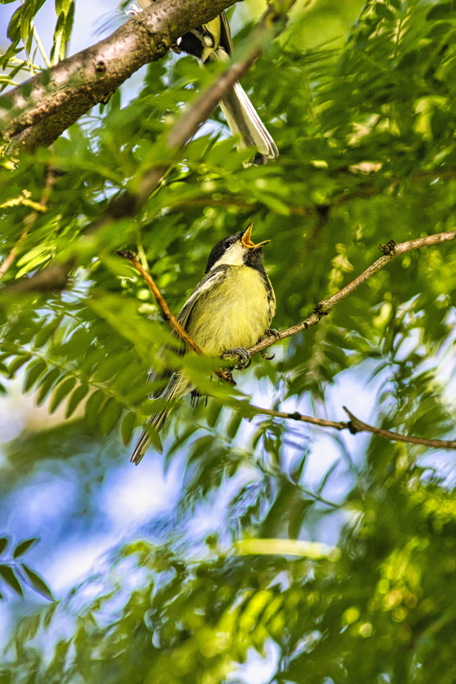 Canon EF 300mm F4L IS USM sample photo