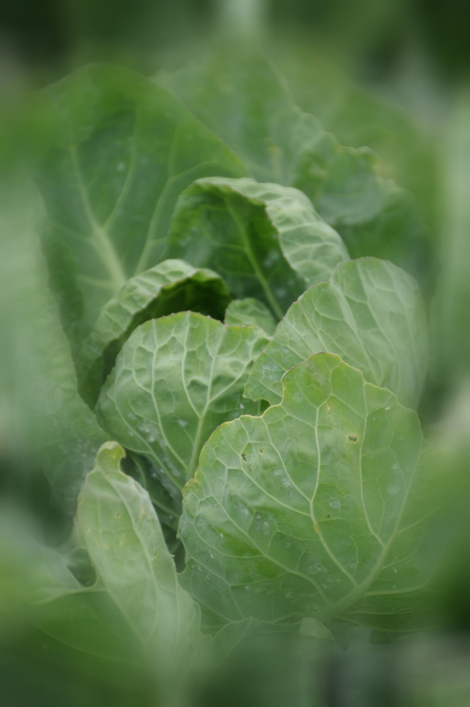 Nikon D3200 sample photo. Food, vegetables, green photography