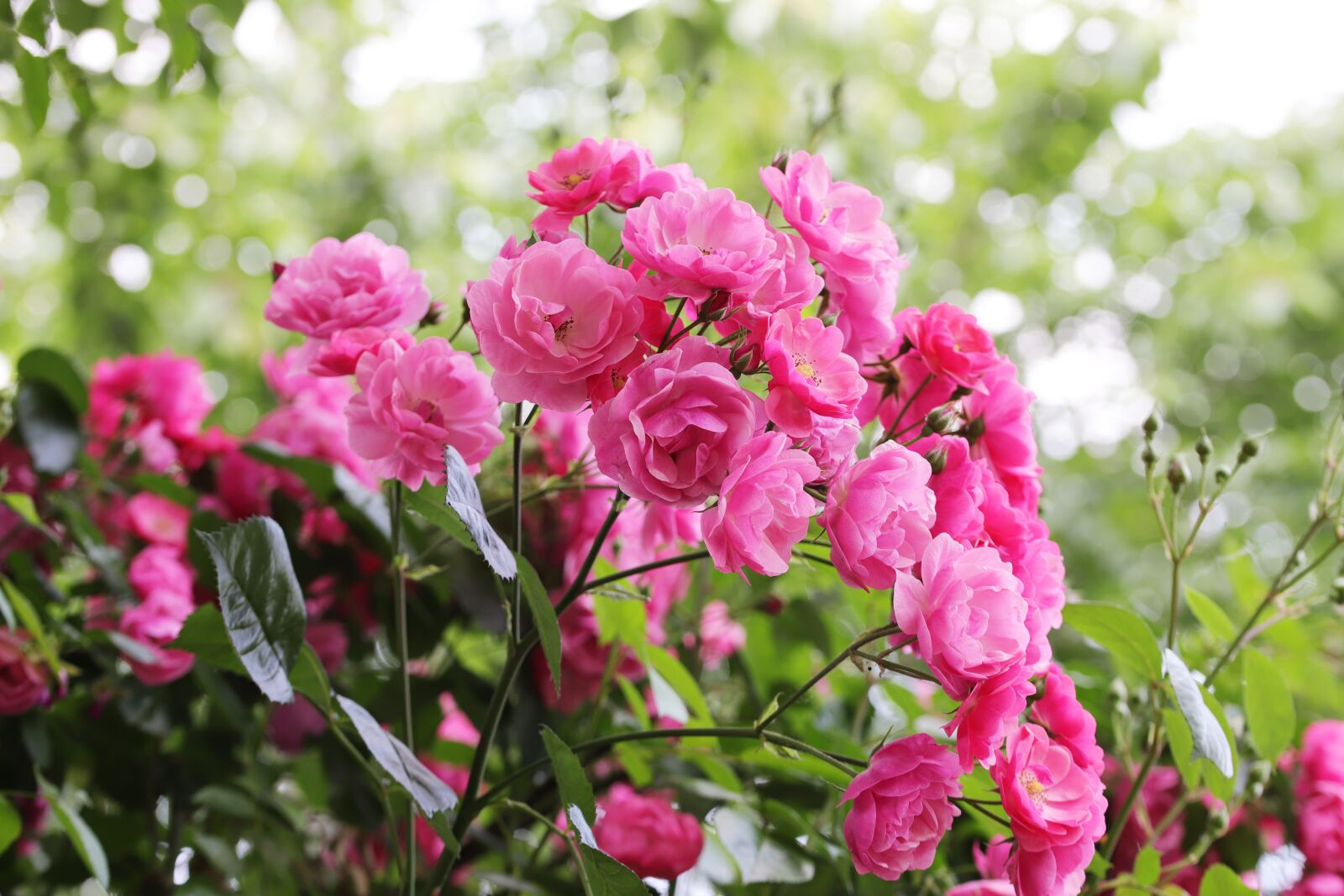 Canon EOS 6D Mark II sample photo. Rose, flowers, love photography