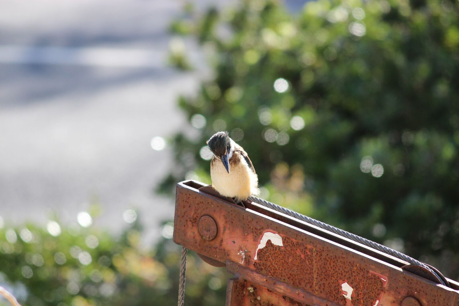 Canon EOS 600D (Rebel EOS T3i / EOS Kiss X5) sample photo. Kingfisher, bird, kingfisher bird photography
