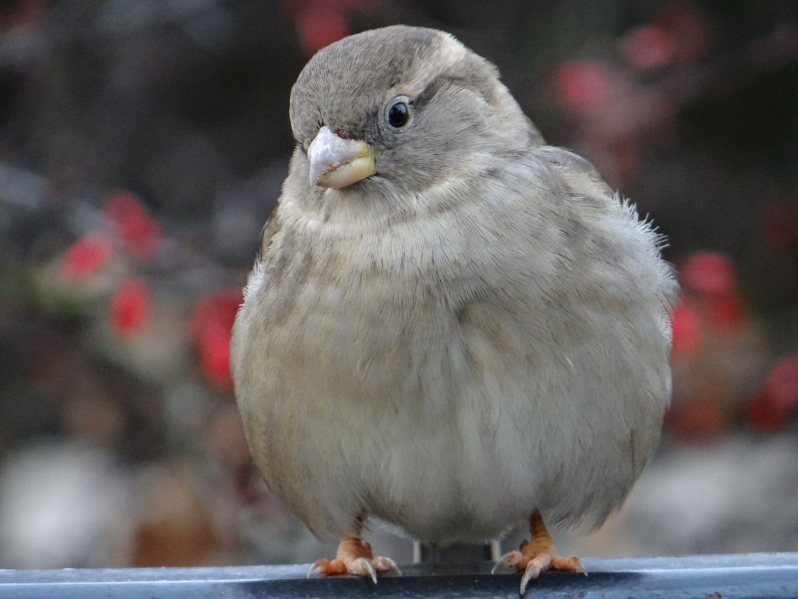 Sony DSC-HX200V sample photo. The sparrow, bird, gray photography