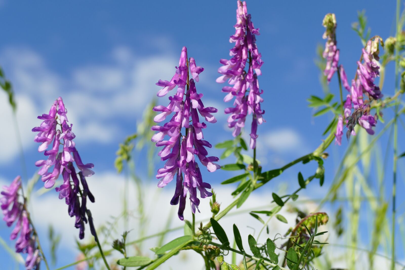 Panasonic Lumix DMC-FZ1000 sample photo. Bird vetch, vicia cracca photography