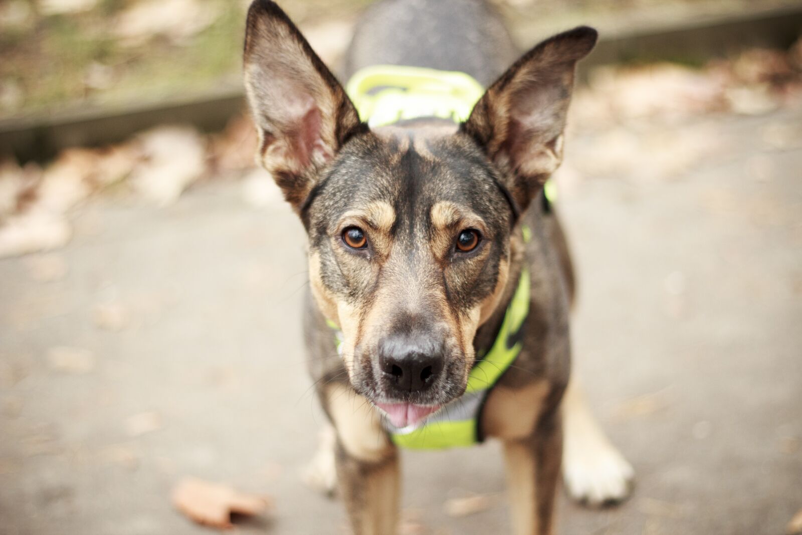 Canon EOS 600D (Rebel EOS T3i / EOS Kiss X5) + Canon EF 50mm F1.8 II sample photo. Dog, park, canine photography
