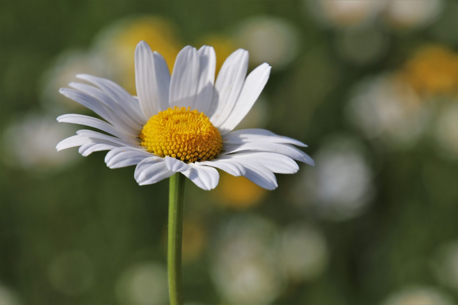 Canon EOS 80D sample photo. Wildflowers, plants, meadow photography