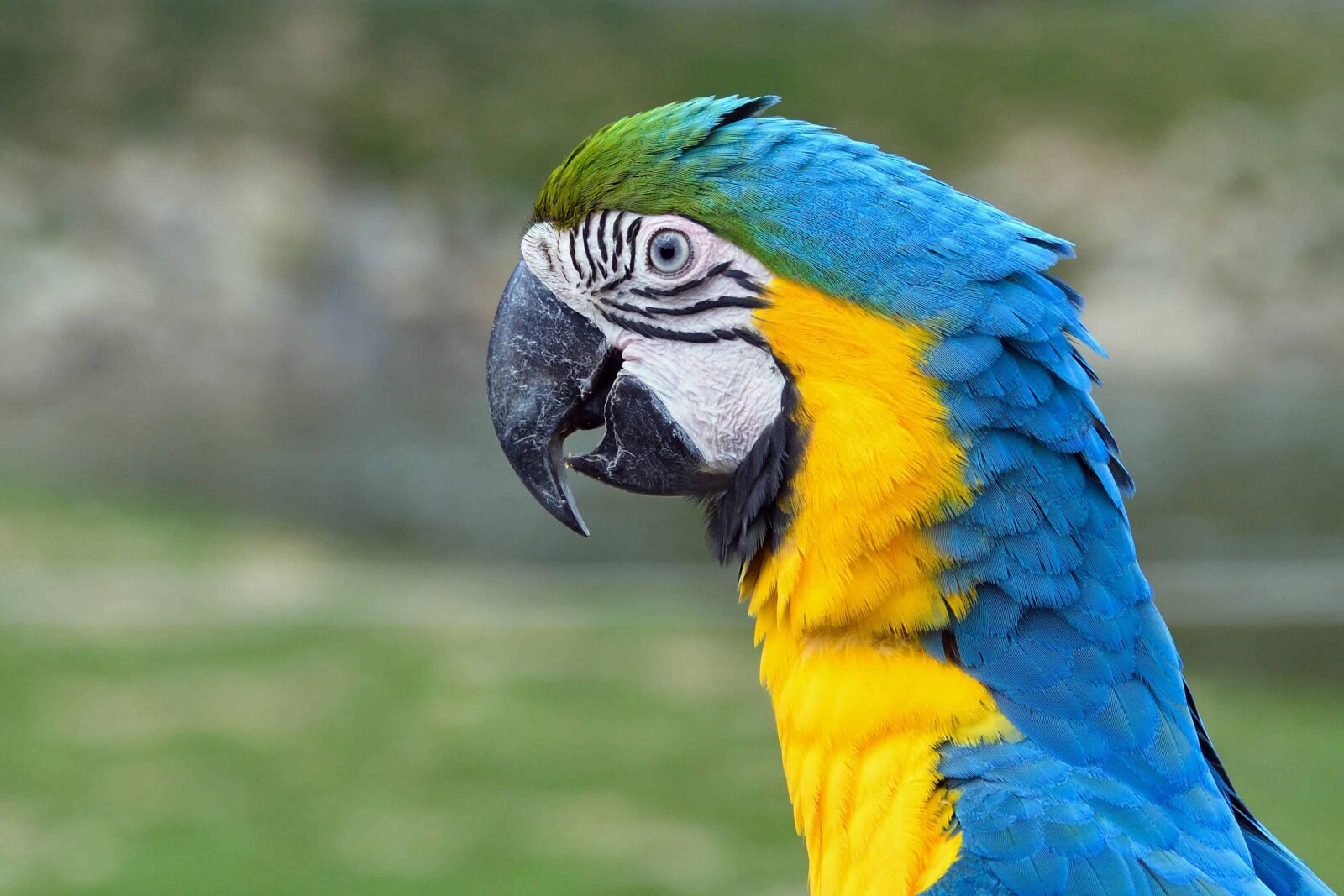 Nikon D500 sample photo. Macaw parrot, animal, feather photography