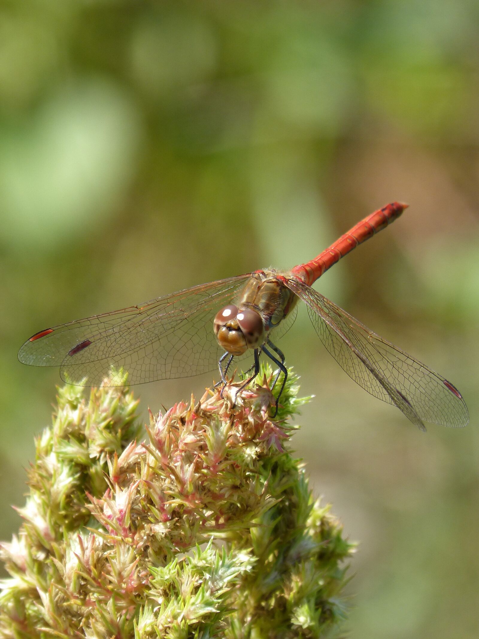 Panasonic DMC-FZ62 sample photo. Dragonfly, annulata trithemis, i photography