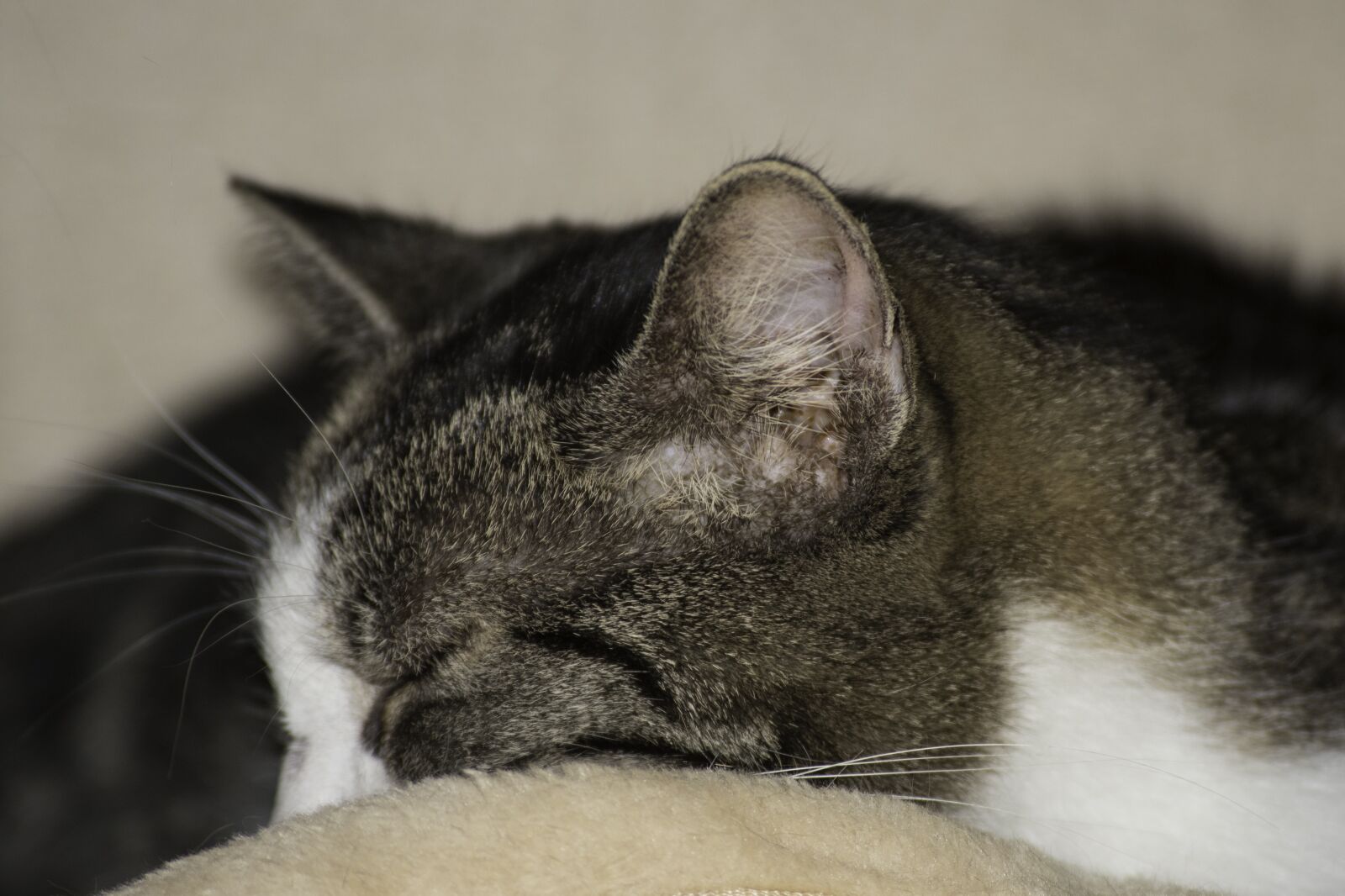 Nikon D750 sample photo. Domestic cat close-up, public photography