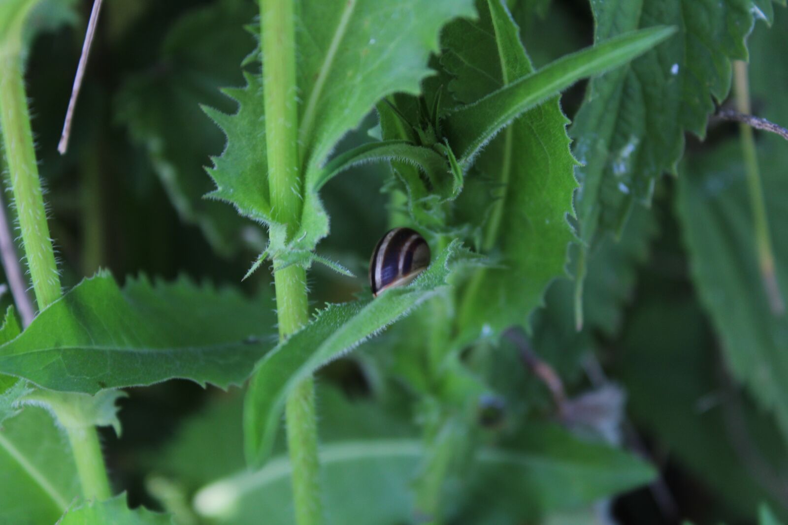 Canon EOS 1300D (EOS Rebel T6 / EOS Kiss X80) sample photo. Snail, nature, winniczek photography