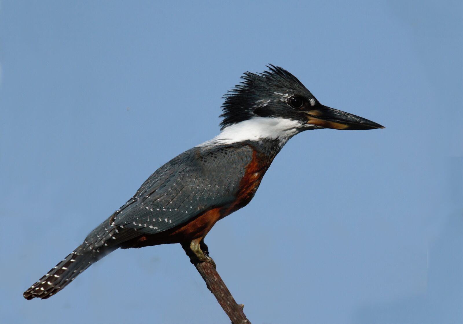 Nikon D70s sample photo. Alcyon amazon, bird, kingfisher photography