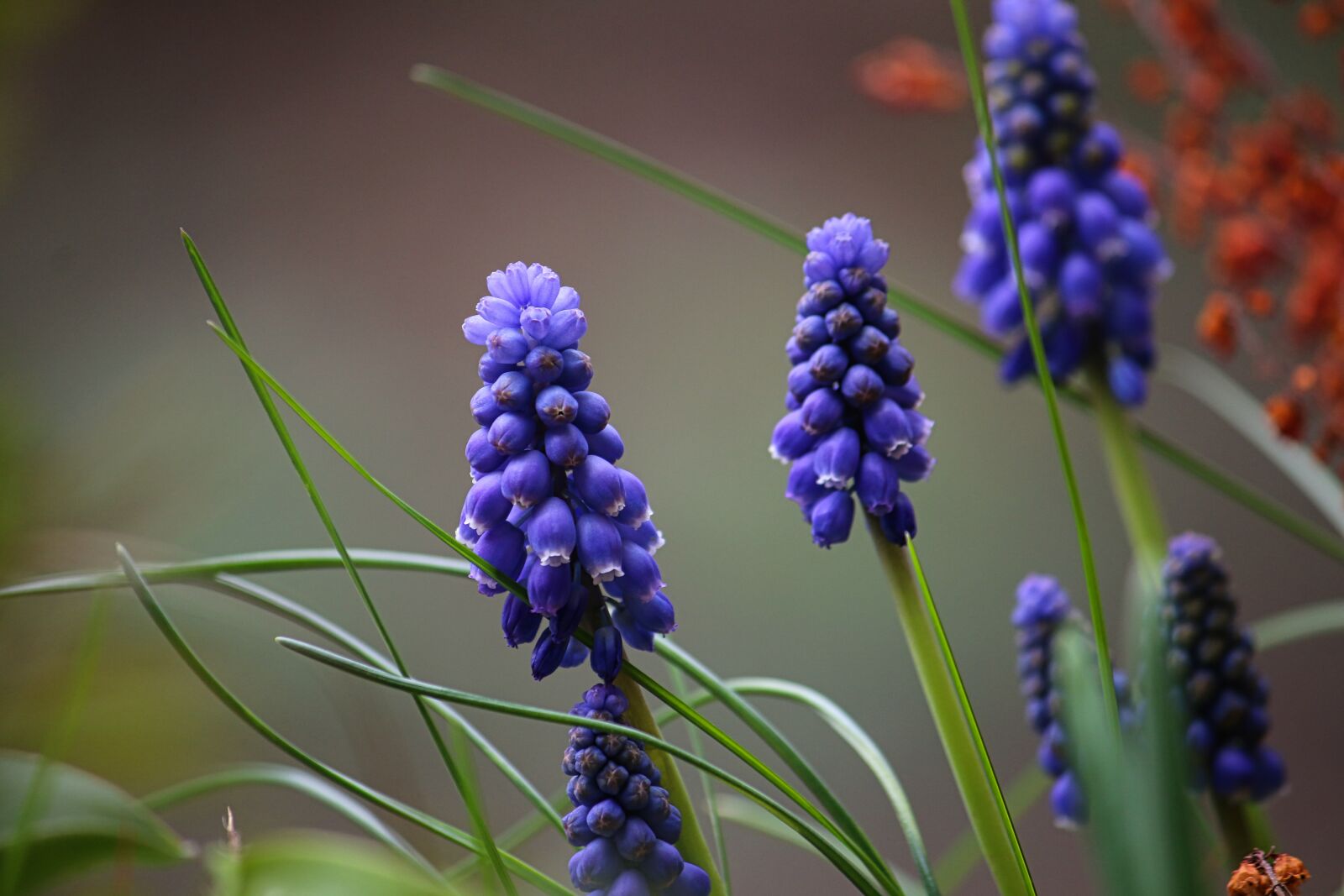 Canon EF-S 55-250mm F4-5.6 IS sample photo. Grape hyacinth, blue, flowers photography