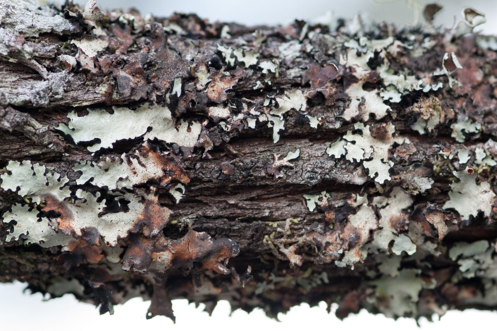 Nikon D40 sample photo. Wood, texture, pattern photography