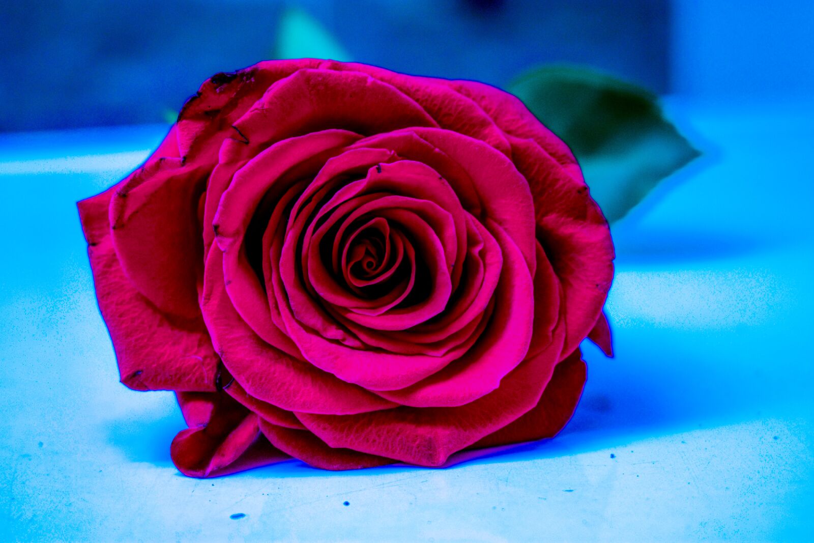 Nikon D3400 sample photo. Rosa, beautiful flower, nature photography