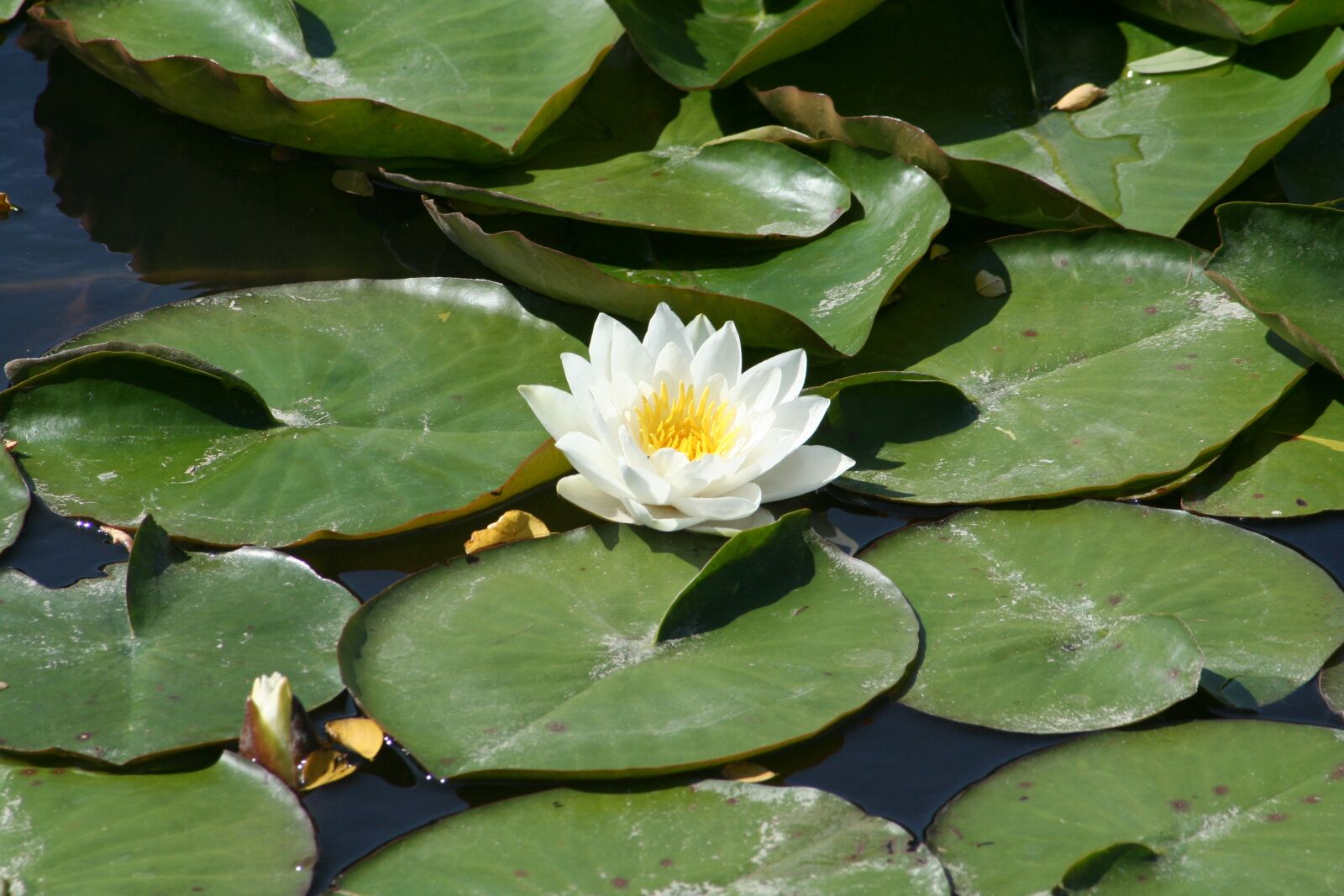 Canon EOS 350D (EOS Digital Rebel XT / EOS Kiss Digital N) sample photo. Waterlilies, flowers, pond photography