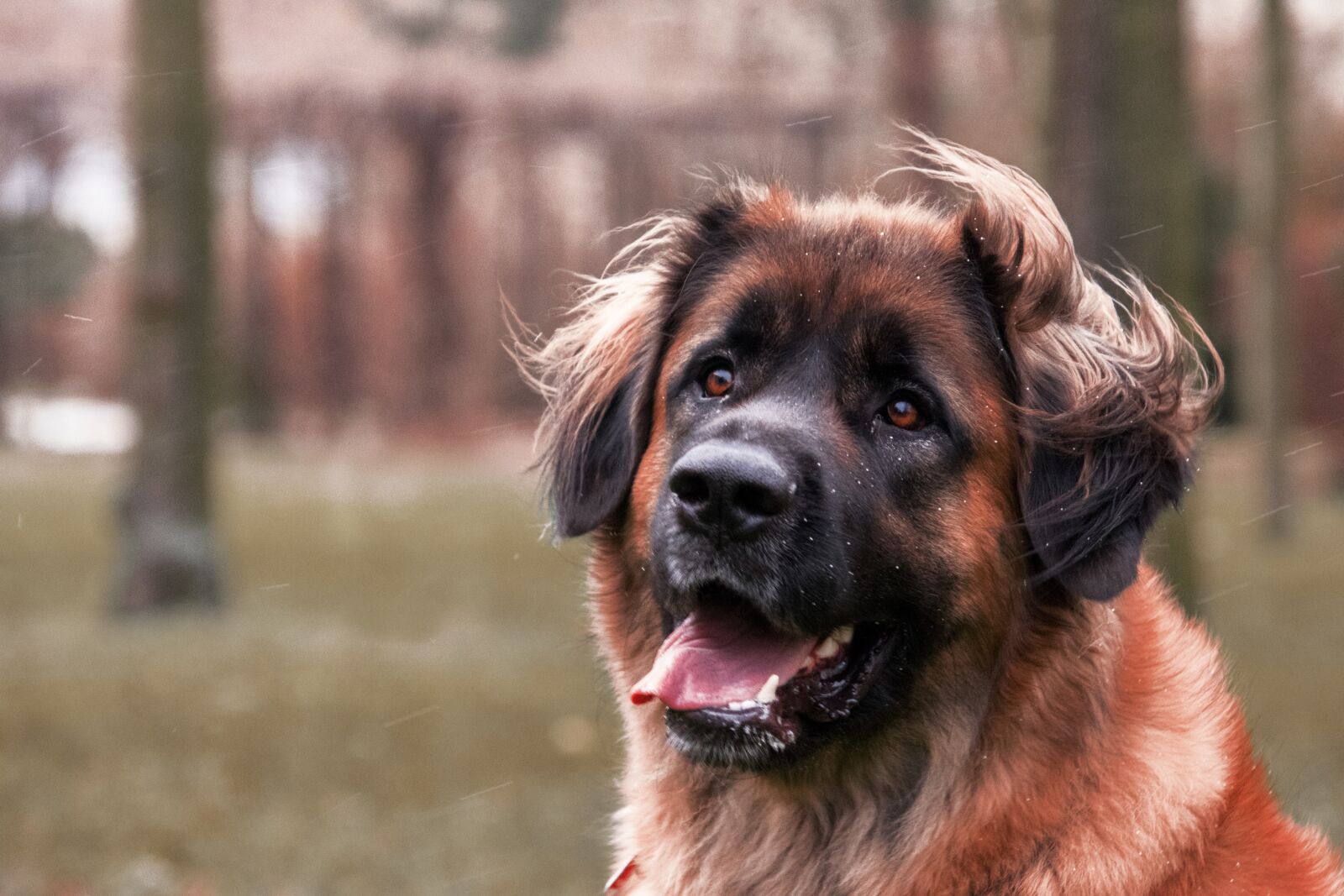 Nikon D3300 sample photo. Dog, head, portrait photography