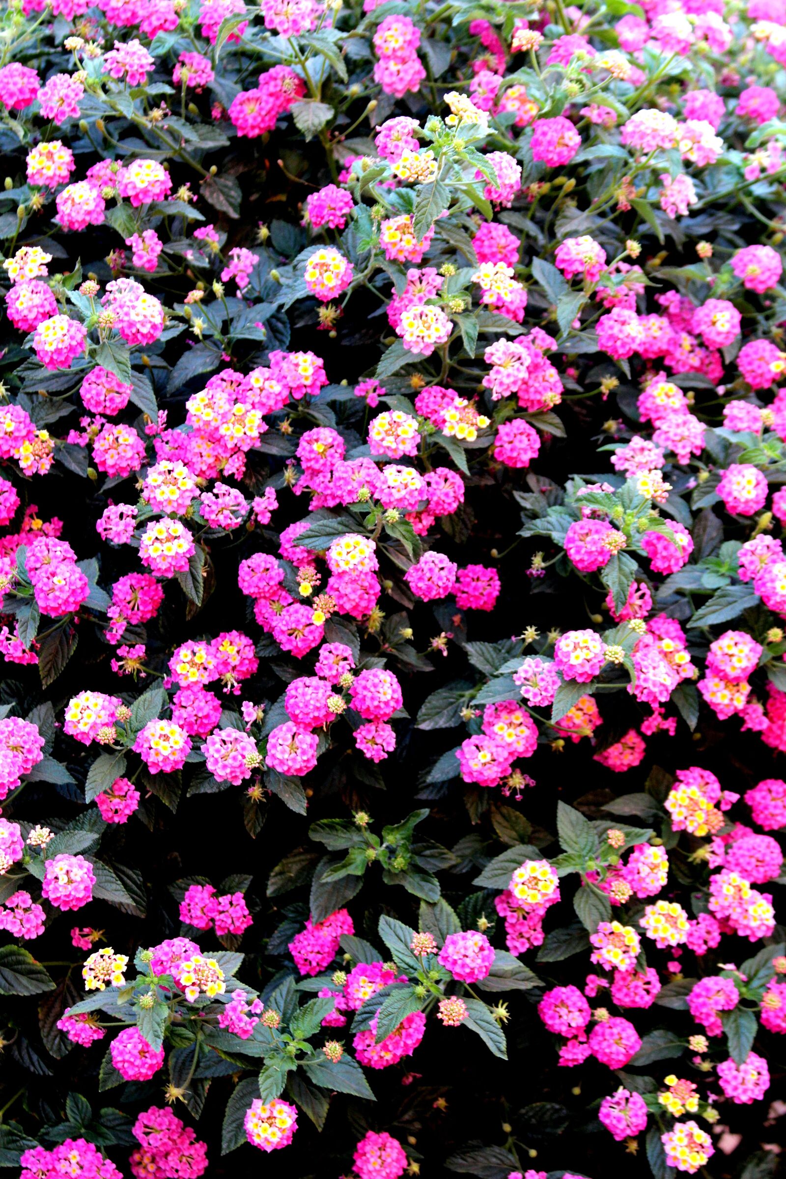 Canon EF 70-300mm F4-5.6 IS USM sample photo. Flowers, colors, spring photography