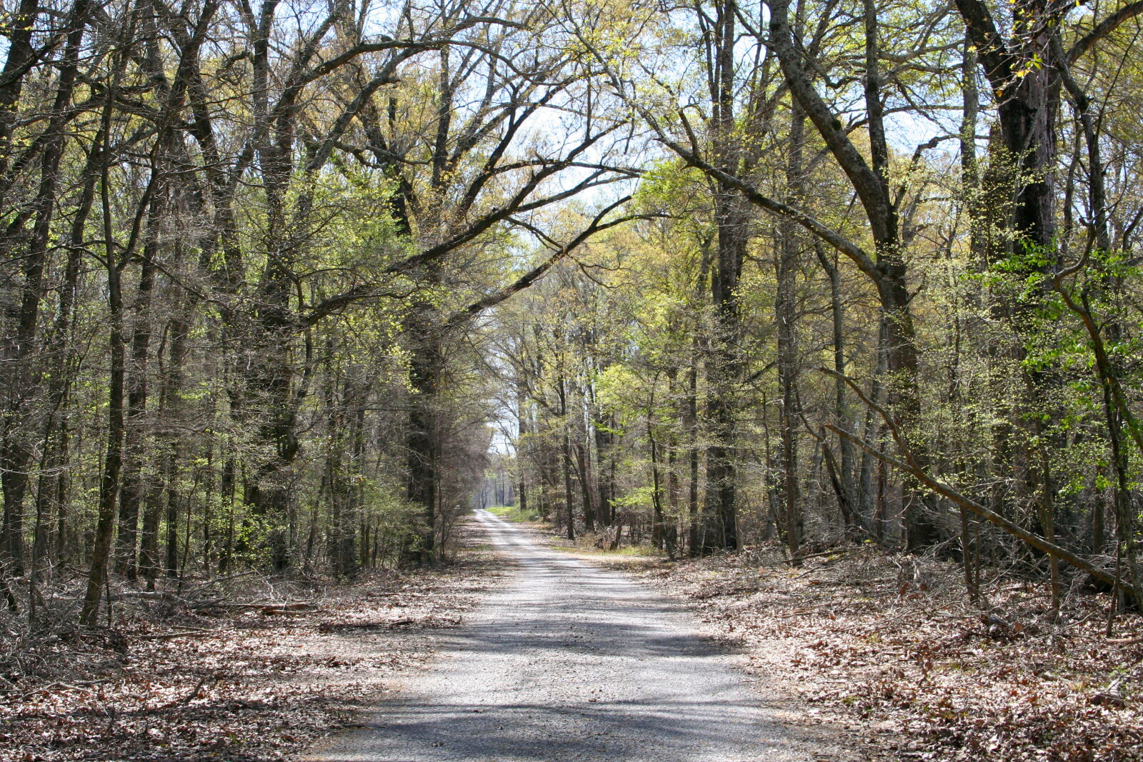 Canon EOS 350D (EOS Digital Rebel XT / EOS Kiss Digital N) sample photo. Country, road, louisiana photography